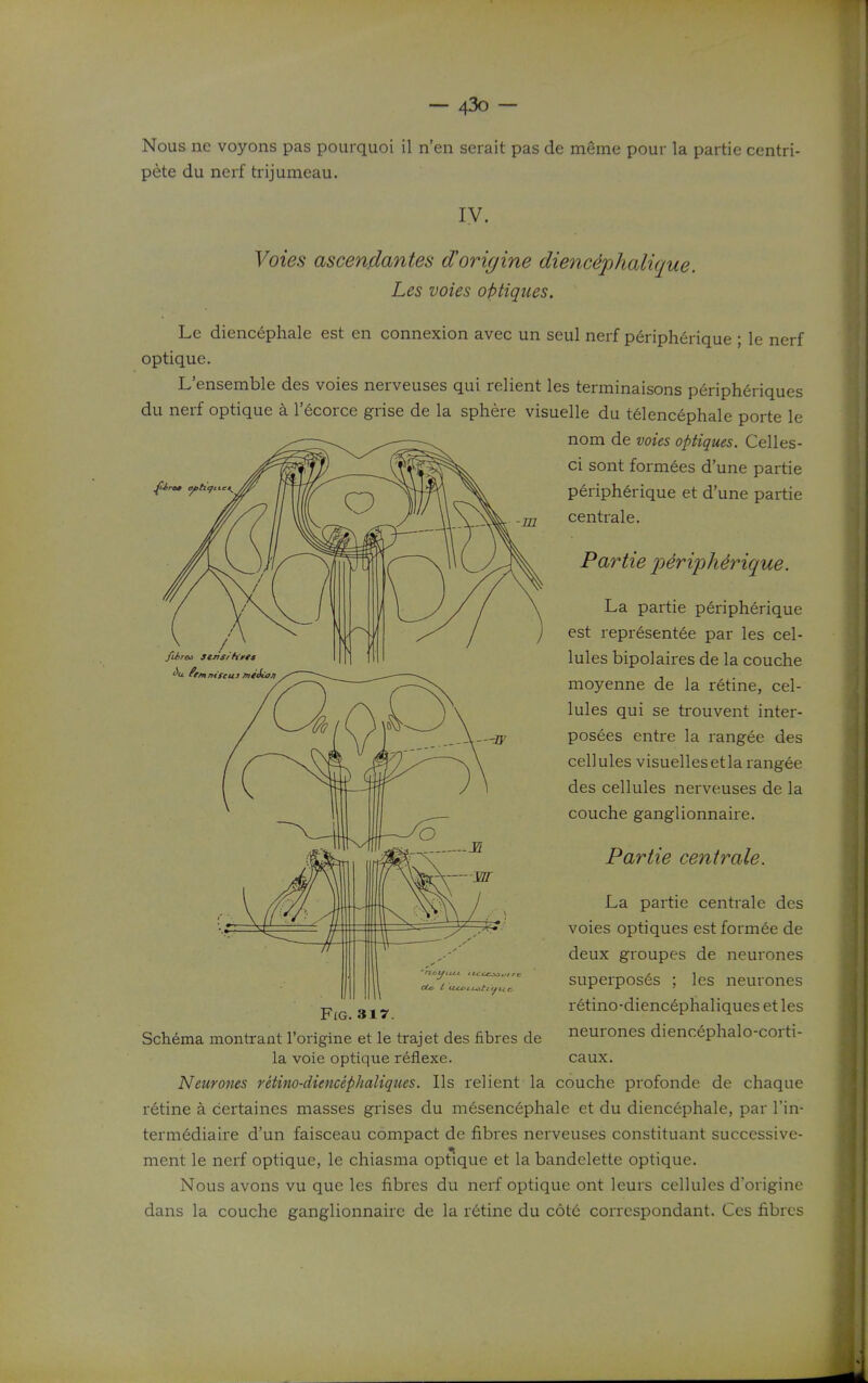 Nous ne voyons pas pourquoi il n'en serait pas de meme pour la partie centri- pete du neif trijumeau. IV. Voies asce?tflantes d'origine diencepJialique. Les voies optiques. Le dienc6phale est en connexion avec un seul nerf periphei ique ; le nerf optique. L'ensemble des voies nerveuses qui relient les terminaisons peripheriques du nerf optique a recorce grise de la sphere visuelle du telencephale porte le nom de voies optiques. Celles- ci sont formees d'une partie peripherique et d'une partie -jji centrale. Partie p^ri'plUrique. La partie peripherique est representee par les cel- lules bipolaires de la couche moyenne de la retine, cel- lules qui se trouvent inter- posees entre la rangee des cellules visuellesetla rangee des cellules nerveuses de la couche ganglionnaire. Partie centrale. La partie centrale des voies optiques est formee de deux groupes de neurones superposes ; les nem^ones retino-dienceplialiques etles neurones diencephalo-corti- caux. Fig. 317. Schema montrant Torigine et le trajet des fibres de la voie optique reflexe. Neurones retino-diencephaliques. lis relient la couche profonde de chaque r6tine a certaines masses grises du mesencephale et du diencephale, par I'in- termediaire d'un faisceau compact de fibres nerveuses constituant successive- ment le nerf optique, le chiasma optique et la bandelette optique. Nous avons vu que les fibres du nerf optique ont leurs cellules d'originc dans la couche ganglionnaire de la r6tine du cote corrcspondant. Ces fibres