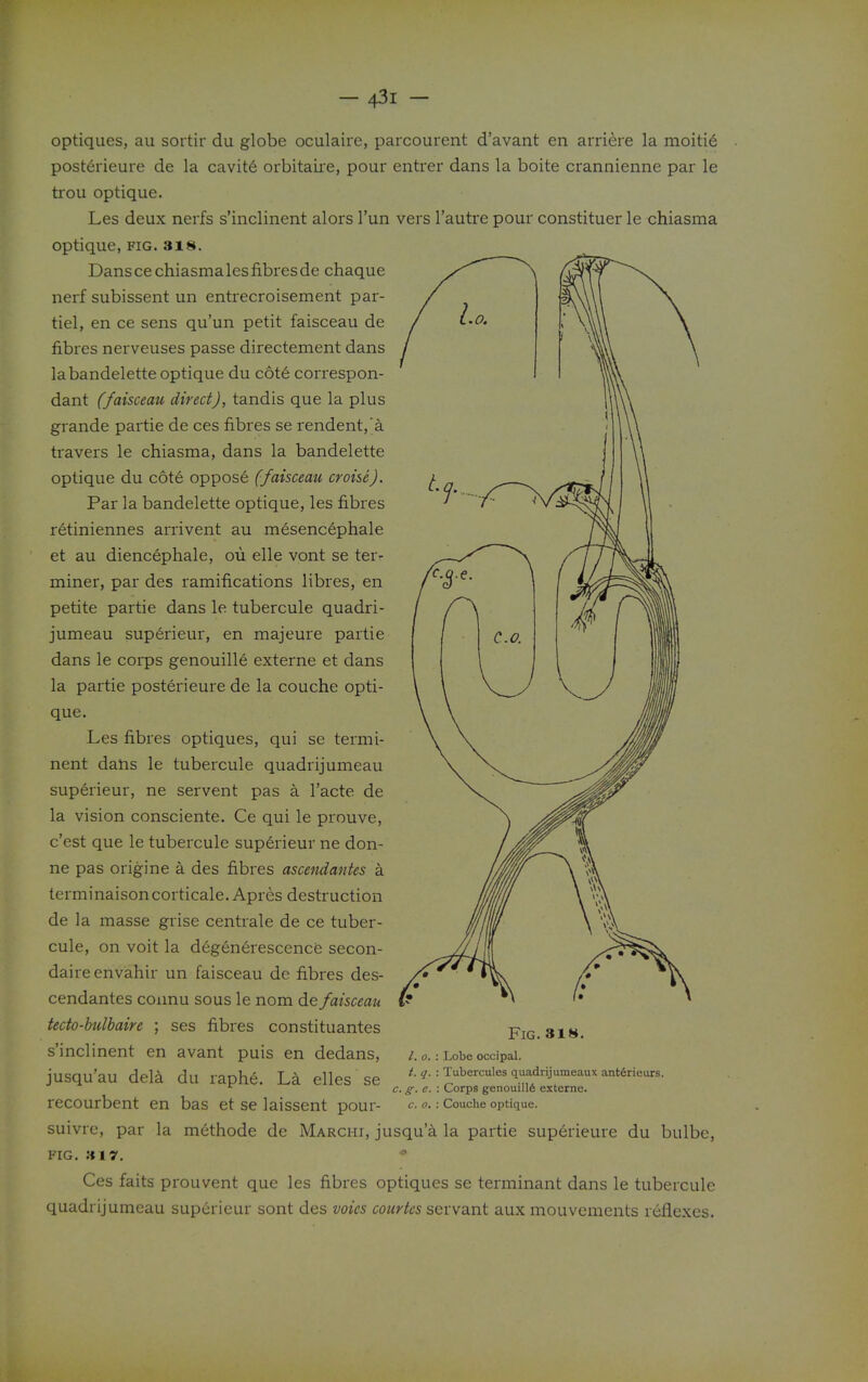 optiques, au sortir du globe oculaire, parcourent d'avant en arriere la moitie post6rieure de la cavit6 orbitaire, pour entrer dans la boite crannienne par le trou optique. Les deux nerfs s'inclinent alors I'un vers I'autre pour constituer le chiasma optique, fig. 318. Dans ce chiasma les fibres de chaque nerf subissent un entrecroisement par- tiel, en ce sens qu'un petit faisceau de fibres nerveuses passe directement dans labandelette optique du c6t6 correspon- dant (faisceau direct), tandis que la plus grande partie de ces fibres se rendent,'a. travers le chiasma, dans la bandelette optique du cote oppose (faisceau croisej. Par la bandelette optique, les fibres retiniennes arrivent au mesencephale et au diencephale, ou elle vont se ter^ miner, par des ramifications libres, en petite partie dans le tubercule quadri- jumeau superieur, en majeure partie dans le corps genouille externe et dans la partie posterieure de la couche opti- que. Les fibres optiques, qui se termi- nent dans le tubercule quadrijumeau superieur, ne servent pas a I'acte de la vision consciente. Ce qui le prouve, c'est que le tubercule superieur ne don- ne pas origine a des fibres ascendantes a terminaisoncorticale. Apres destruction de la masse grise centrale de ce tuber- cule, on voit la degen6rescence secon- daire envahir un faisceau de fibres des- cendantes connu sous le nom de faisceau tecto-bulbaire ; ses fibres constituantes s'inclinent en avant puis en dedans, jusqu'au dela du raphe. elles se recourbent en bas et se laissent pour- suivrc, par la methode de Marchi, jusqu'a la partie superieure du bulbe, FIG. »17. Ces faits prouvent que les fibres optiques se terminant dans le tubercule quadrijumeau superieur sont des voics courtes servant aux mouvements reflexes. Fig. 818. /. 0. : Lobe occipal. i. q. : Tubercules quadrijumeaux ant6rieurs. c. g. e. : Corps genouill6 externe. c. 0, : Couche optique.