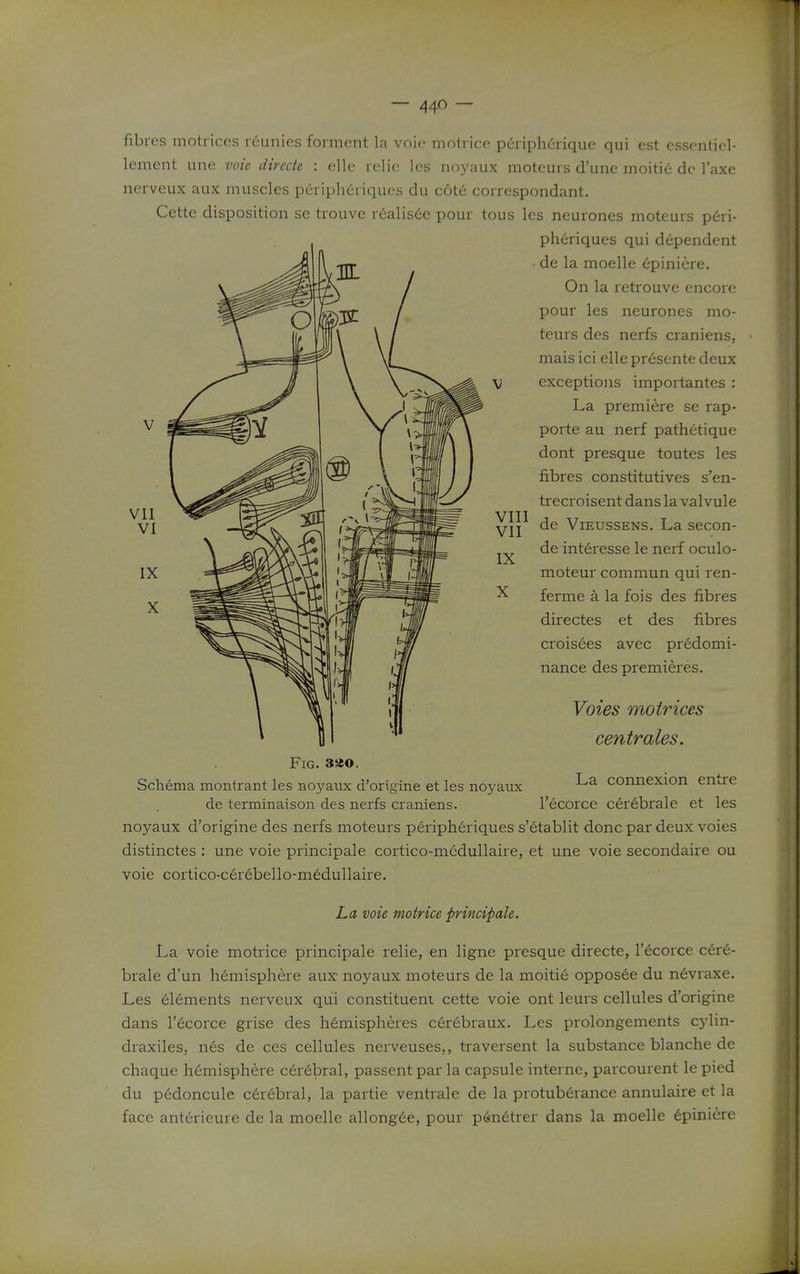 fibres motrices r6unies foi ment la voie motrice p6ripherique qui est essentiel- lement une voie direde : elle relic les noyaux moteurs d'une moiti6 do I'axe nerveux aux muscles periph6riqucs du c6t6 correspondant. Cette disposition se trouve r6alis6e pour tous les neurones moteurs p6ri- ph6riques qui dependent • de la moelle 6piniere. On la retrouve encore pour les neurones mo- teurs des nerfs craniens, mais ici elle pr6sente deux V exceptions importantes : La premiere se rap- porte au nerf path6tique dont presque toutes les fibres constitutives s'en- trecroisent dans la valvule de ViEussENS. La secon- de interesse le nerf oculo- moteur commun qui ren- ferme a la fois des fibres directes et des fibres croisees avec predomi- nance des premieres. Voies motrices centrales. IX X Fig. 3jeo. Schema montrant les noyaux d'origins et les noyaux La connexion entre de terminaison des nerfs craniens. I'ecorce cer6brale et les noyaux d'origine des nerfs moteurs peripheriques s'etablit done par deux voies distinctes : une voie principale cortico-mcdullaire, et une voie secondaire ou voie cortico-cerebello-medullaire. La voie motrice principale. La voie motrice principale relie, en ligne presque directe, I'ecorce cere- brale d'un hemisphere aux: noyaux moteurs de la moitie oppos6e du nevraxe. Les elements nerveux qui constituent cette voie ont leurs cellules d'origine dans r6corce grise des hemispheres c6r6braux. Les prolongements cyWn- draxiles, nes de ces cellules nerveuses,, traversent la substance blanche de chaque h6misphere cerebral, passent par la capsule interne, parcourent le pied du pedoncule cer6bral, la partie ventrale de la protuberance annulaire et la face ant6rieure de la moelle allong6e, pour pen6trer dans la moelle 6piniere