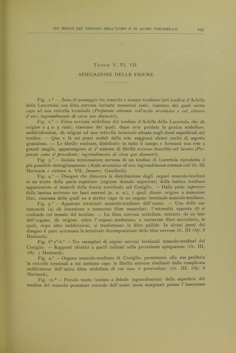 197 Tavole V, VI, VII. SPIEGAZIONE DELLE FIGURE Fig. i.a — Zona di passaggio tra muscolo e tessuto tendineo (nel tcndine d'Achille della Lucertola) con fibra nervosa inviante numerosi rami, ciascuno dei quali mette capo ad una reticella terminale (Preparato ottenulo coll'acido arsenicico e col cloruro d'oro; ingrandimento di circa 200 diametri). Fig. 2.a — Fibra nervosa midollata del tendine d'Achille della Lucertola, che da origine 3405 rami, ciascuno dei quali, dopo aver perduta la guaina midollare, suddividendosi, da origine ad una reticella terminale situata negli strati superficiali del tendine. — Qua e la nei punti nodali della rete veggonsi alcuni nuclei di aspetto granuloso. — Le fibrille nucleate, distribuite in tutto il campo e formanti una rete a grandi maglie, appartengono al 20 sistema di fibrille nervose descritto nel lavoro {Pre- pay ato come il precedente; ingrandimento di circa 400 diametri). Fig. 3. — Isolata terminazione nervosa di un tendine di Lucertola riprodotta il piu possibile dettagliatamente (Acido arsenicico ed oro; ingrandimento ottenuto coll Oc. Ill Hartnack e sistema n. VII. Immers. Gundlach). Fig. 4. — Disegno che dimostra la distribuzione degli organi muscolo-tendinei in un tratto della parte superiore (regione dorsale superiore) della lamina tendinea appartenente ai muscoli della doccia vertebrale nel Coniglio. — Dalla parte snperiore della lamina arrivano tre fasci nervosi (a. a. a.), i quali danno origine a numerose fibre, ciascuna delle quali va a metter capo in un organo terminale muscolo-tendineo. Fig. 5.—Apparato terminale muscolo-tendineo dell'uomo. — Una delle sue estremita (a) da inserzione a numerose fibre muscolari; Pestremita opposta (6) si confonde col tessuto del tendine. — La fibra nervosa midollata, entrante da un lato dell'organo, da origine, entro P organo medesimo, a numerose fibre secondarie, le quali, dopo altre suddivisioni, si trasformano in fibre pallide. In alcuni punti del disegno e pure accennata la terminale decomposizione delle fibre nervose Oc. Ill Obj. 8 Hartnack). Fig. 6a-7a-8.a — Tre esemplari di organi nervosi terminali muscolo-tendinei del Coniglio. — Rapporti identici a quelli indicati nella precedente spiegazione {Oc. Ill, Obj. 1 Hartnack). Fig. 9/' — Organo muscolo-tendineo di Coniglio, presentante alia sua periferia le reticelle terminali a cui mettono capo le fibrille nervose risultanti dalla complieata suddivisione dell'unica fibra midollata di cui esso e provveduto (Oc. Ill, Obj. 8 Hartnack). Fig. io.a — Piccolo tratto (veduto a debole ingrandimento) della superficie del tendine del muscolo pronatore rotondo dell'uomo (zona marginale presso P inserzione