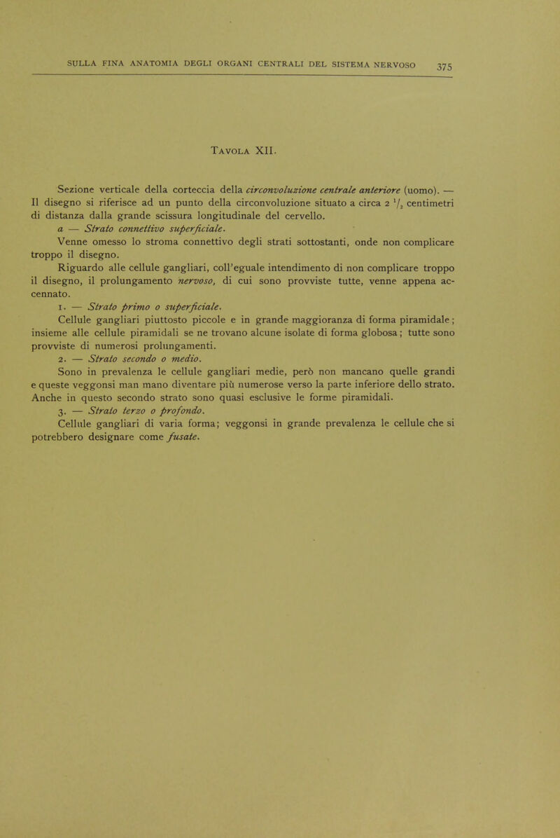 Tavola XII. Sezione verticale della corteccia della circonvoluzione centrale anteriore (uomo). — II disegno si riferisce ad un punto della circonvoluzione situato a circa 2 l/2 centimetri di distanza dalla grande scissura longitudinale del cervello. a — Strato connettivo superficiale. Venne omesso lo stroma connettivo degli strati sottostanti, onde non complicare troppo il disegno. Riguardo alle cellule gangliari, coll'eguale intendimento di non complicare troppo il disegno, il prolungamento nervoso, di cui sono provviste tutte, venne appena ac- cennato. 1. — Strato primo o superficiale. Cellule gangliari piuttosto piccole e in grande maggioranza di forma piramidale; insieme alle cellule piramidali se ne trovano alcune isolate di forma globosa; tutte sono provviste di numerosi prolungamenti. 2. — Strato secondo o medio. Sono in prevalenza le cellule gangliari medie, per6 non mancano quelle grandi e queste veggonsi man mano diventare piii numerose verso la parte inferiore dello strato. Anche in questo secondo strato sono quasi esclusive le forme piramidali. 3. — Strato terzo o profondo. Cellule gangliari di varia forma; veggonsi in grande prevalenza le cellule che si potrebbero designare come fusate.