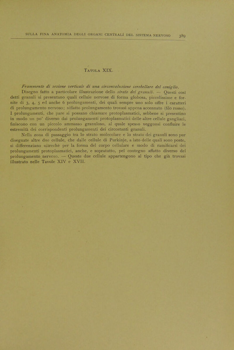 Tavola XIX. Frammento di sezione verticale di una circonvoluzione cerebellare del coniglio. Disegno fatto a particolare illustrazione dello strato dei granuli. — Questi cosl detti granuli si presentano quali cellule nervose di forma globosa, piccolissime e for- nite di 3, 4, 5 ed anche 6 prolungamenti, dei quali sempre uno solo offre i caratteri di prolungamento nervoso; siffatto prolungamento trovasi appena accennato (filo rosso). I prolungamenti, che pare si possano chiamare protoplasmatici, sebbene si presentino in modo un po' diverso dai prolungamenti protoplasmatici delle altre cellule gangliari, finiscono con un piccolo ammasso granuloso, al quale spesso veggonsi confluire le estremita dei corrispondenti prolungamenti dei circostanti granuli. Nella zona di passaggio tra lo strato molecolare e lo strato dei granuli sono pur disegnate altre due cellule, che dalle cellule di Purkinje, a lato delle quali sono poste, si differenziano oltreche per la forma del corpo cellulare e modo di ramificarsi dei prolungamenti protoplasmatici, anche, e sopratutto, pel contegno affatto diverso del prolungamento. nervoso. — Oueste due cellule appartengono al tipo che gia trovasi illustrato nelle Tavole XIV e XVII.