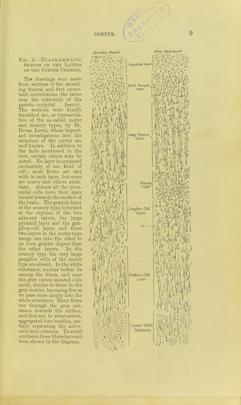 CORTEX FlCi. 8.—DlAQBAMMATiO Sketch of the Layers of the Cortex Cerebri. The drawings were made from sections of the ascend- ing frontal and first annec- tant convolutions (the latter near the extremity of the parieto - occipital fissure). The sections were kindly furnished me, as representa- tive of the so-called motor and sensory types, by Dr. Bevan Lewis, whose import- ant investigations into the structure of the cortex are well known. In addition to the facts mentioned in the text, certain others may be noted. No layer is composed exclusively of one kind of cell; most forms are met with in each layer, but some are scarce and others abun- dant. Almost all the pyra- midal cells have their apex turned towards the surface of the brain. The granule layer of the sensory type is formed at the expense of the two adjacent layers, the large pyramid layer and the gan- glion-cell layer, and these two layers in the motor type merge one into the other to an even greater degree than the other layers. In the sensory type the very large ganglion cells of the motor type are absent. In the white substance, nuclear bodies lie among the fibres, and near the grey cortex isolated cells occur, similar to those in the grey matter, becoming few as we pass more deeply into the white substance. Many fibres run through the grey sub- stance towards the surface, and they are, to some extent, aggregated into bundles, par- tially separating the nerve- cells into columns. To avoid confusion these fibreshavenot been shown in the diagram. JlscfnJJuj Frontal first AnntfUtnt LaTge Fyrarnid > Layer Granule Layer' Ganglion- Cell Layer. mm1 A- m — a Fusiform-Cell Layer Central White. Substance