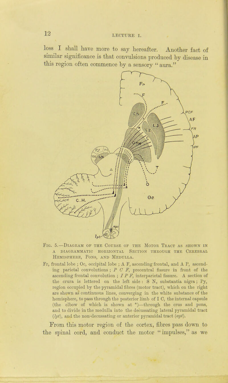 I.KfTI'RK I. loss I shall have more to say hereafter. Another fact of similar significance is that convulsions produced by disease in this region often commence by a sensory  aura. Fig. 5.—Diagram of the Course of the Motor Tract as shown in a diagrammatic horizontal section through the cerebral Hemisphere, Pons, and Medulla. Fr, frontal lobe ; Oc, occipital lobe ; A F, ascending frontal, and A P, ascend- ing parietal convolutions ; P C F, precentral fissure in front of the ascending frontal convolution ; IP F, interparietal fissure. A section of the crura is lettered on the left side : S N, substantia nigra; Py, region occupied by the pyramidal fibres (motor tract), which on the l ight are shown as continuous lines, converging in the white substance of the hemisphere, to pass through the posterior limb of I C, the internal capsule (the elbow of which is shown at *)—through the crus and pons, and to divide in the medulla into the decussating lateral pyramidal tract {Ipt), and the non-decussating or anterior pyramidal tract {apt). From this motor region of the cortex, fibres pass down to the spinal cord, and conduct the motor  impulses, as we