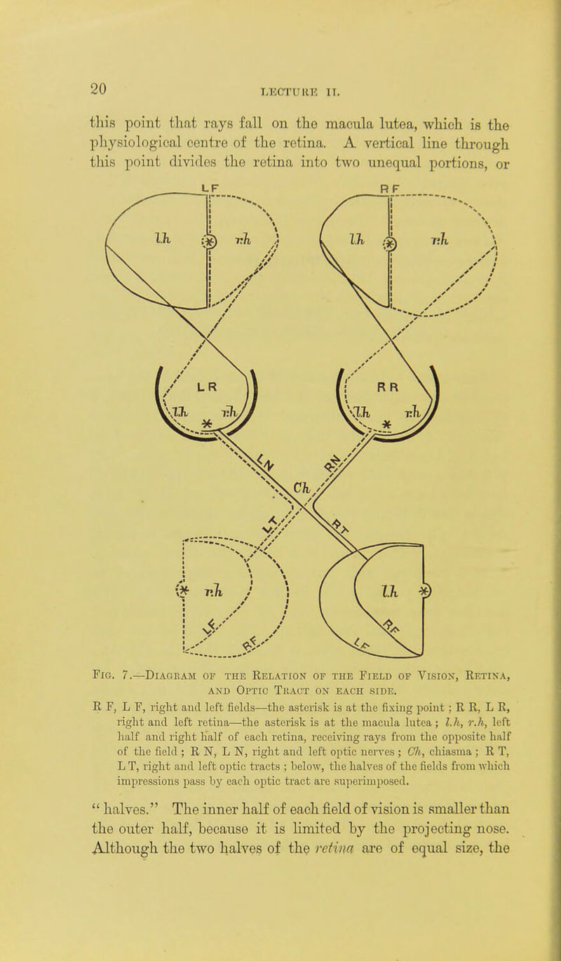 this point that rays fall on the macula lutea, which is the physiological centre of the retina. A vertical line through this point divides the retina into two unequal portions, or LF RF Fig. 7.—Diageam of the Relation of the Field of Vision, Retina, AND Optic Tract on each side. R F, L F, right and left fields—the asterisk is at the fixing point ; R R, L R, right and left retina—the asterisk is at the macula lutea; l.h, r.h, left half and right half of each retina, receiving rays from the opposite half of the field ; R N, L N, right and left optic nerves ; Oh, chiasnia ; R T, L T, right and left optic tracts ; below, the halves of the fields from which impressions pass by each optic tract are superimposed.  halves. The inner half of each field of vision is smaller than the outer half, because it is limited by the projecting nose. Although the two halves of the retina are of equal size, the