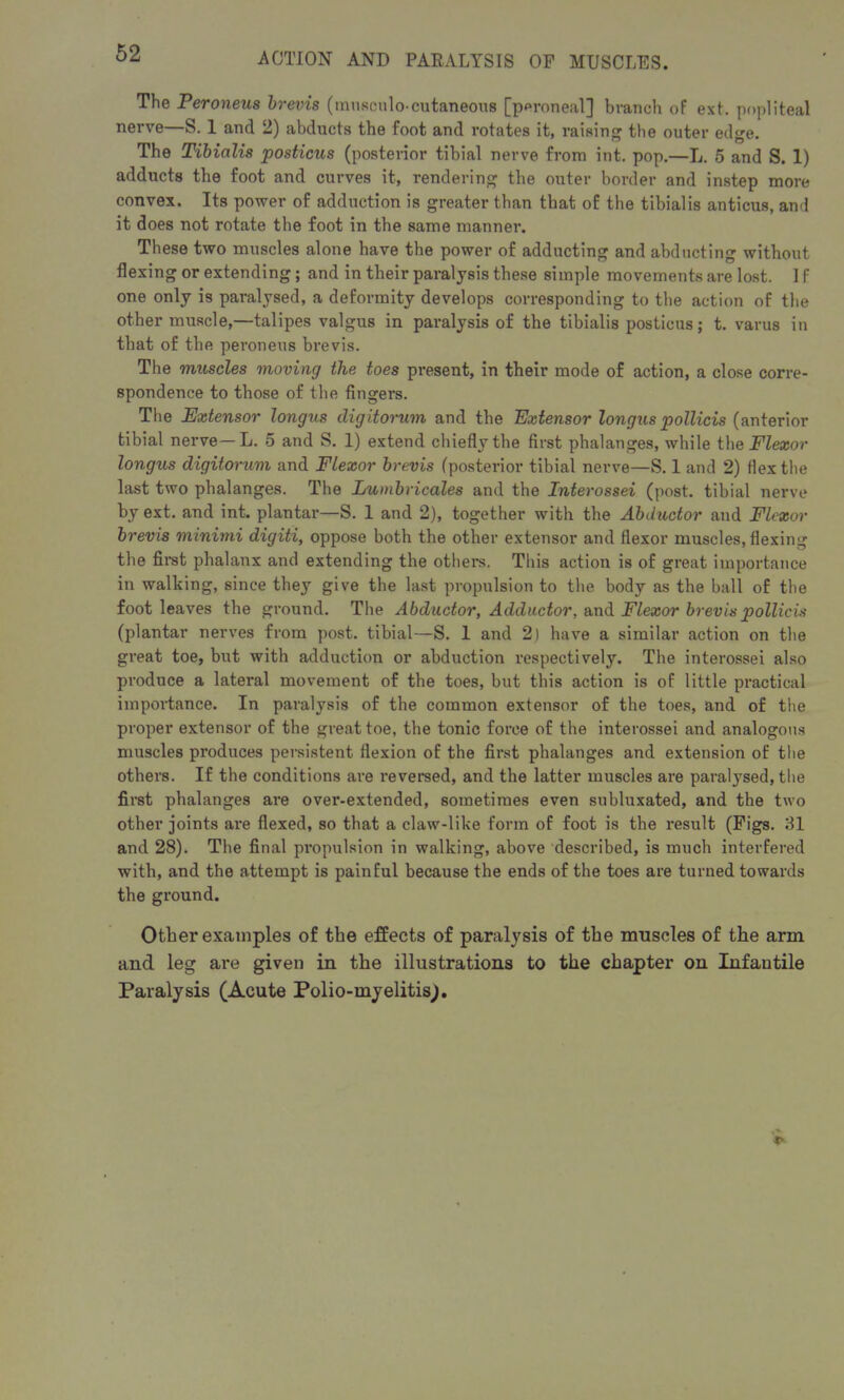 The Peroneus brevis (tnusculo-cutaneous [peroneal] branch of ext. popliteal nerve—S. 1 ancl 2) abducts the foot and rotates it, raising the outer edge. The Tibialis posticus (posterior tibial nerve from int. pop.—L. 5 and S. 1) adducts the foot and curves it, rendering the outer border and instep more convex. Its power of adduction is greater than that of the tibialis anticus, and it does not rotate the foot in the same manner. These two muscles alone have the power of adducting and abducting without flexing or extending; and in their paralysis these simple movements are lost. 1 f one only is paralysed, a deformity develops corresponding to the action of the other muscle,—talipes valgus in paralysis of the tibialis posticus; t. varus in that of the peroneus brevis. The muscles moving the toes present, in their mode of action, a close corre- spondence to those of the fingers. The Extensor longus digitorum and the Extensor longus pollicis (anterior tibial nerve—L. 5 and S. 1) extend chiefly the first phalanges, while the Flexor longus digitorum and Flexor brevis (posterior tibial nerve—S. 1 and 2) flex the last two phalanges. The Lumbricales and the Interossei (post, tibial nerve by ext. and int. plantar—S. 1 and 2), together with the Abductor and Flexor brevis minimi digiti, oppose both the other extensor and flexor muscles, flexing the first phalanx and extending the others. This action is of great importance in walking, since they give the last propulsion to the body as the ball of the foot leaves the ground. The Abductor, Adductor, and Flexor brevis pollicis (plantar nerves from post, tibial—S. 1 and 2) have a similar action on the great toe, but with adduction or abduction respectively. The interossei also produce a lateral movement of the toes, but this action is of little practical importance. In paralysis of the common extensor of the toes, and of the proper extensor of the great toe, the tonic force of the interossei and analogous muscles produces persistent flexion of the first phalanges and extension of the others. If the conditions are reversed, and the latter muscles are paralysed, the first phalanges are over-extended, sometimes even subluxated, and the two other joints are flexed, so that a claw-like form of foot is the result (Figs. 31 and 28). The final propulsion in walking, above described, is much interfered with, and the attempt is painful because the ends of the toes are turned towards the ground. Other examples of the effects of paralysis of the muscles of the arm and leg are given in the illustrations to the chapter on Infantile Paralysis (Acute Polio-myelitisJ.