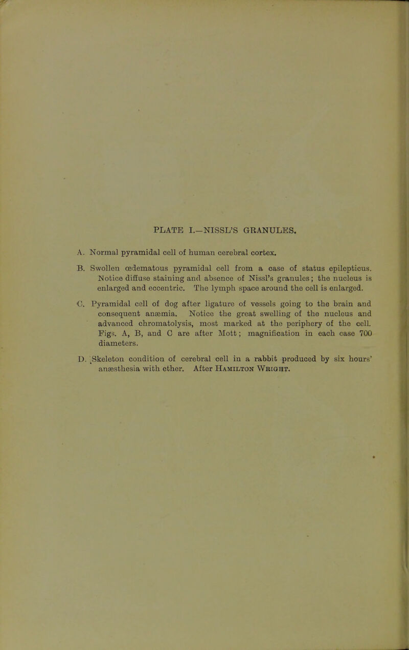 PLATE I.—NISSL'S GRANULES. A. Normal pyramidal cell of human cerebral cortex. B. Swollen cedematous pyramidal cell from a case of status epilepticus. Notice diffuse staining and absence of Nissl's granules; the nucleus is enlarged and eccentric. The lymph space around the cell is enlarged. (I. Pyramidal cell of dog after ligature of vessels going to the brain and consequent anaemia. Notice the great swelling of the nucleus and advanced chromatolysis, most marked at the periphery of the cell. Figs. A, B, and G are after Mott; magnification in each case 700 diameters. D. .Skeleton condition of cerebral cell in a rabbit produced by six hours' anesthesia with ether. After Hamilton Wright.