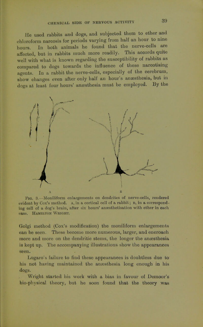 I Le used rabbits and dogs, and subjected them to ether and chloroform narcosis for periods varying from half an hour to nine hours. In both animals he found that the nerve-cells are affected, but in rabbits much more readily. This accords quite well with what is known regarding the susceptibility of rabbits as compared to dogs towards the influence of these narcotising agents. In a rabbit the nerve-cells, especially of the cerebrum, show changes even after only half an hour's anaesthesia, but in dogs at least four hours' anaesthesia must be employed. By the A b Fig. 3.—Moniliform enlargements on dendrites of nerve-cells, rendered evident by Cox's method, a, in a cortical cell of a rabbit; b, in a correspond- ing cell of a dog's brain, after six hours' anaesthetisation with ether in each case. Hamilton Wbight. Golgi method (Cox's modification) the moniliform enlargements can be seen. These become more numerous, larger, and encroach more and more on the dendritic stems, the longer the anaesthesia is kept up. The accompanying illustrations show the appearances seen. Lugaro's failure to find these appearances is doubtless due to his not having maintained the anaesthesia long enough in his dogs. Wright started his work with a bias in favour of Demoor's bio-physical theory, but he soon found that the theory was