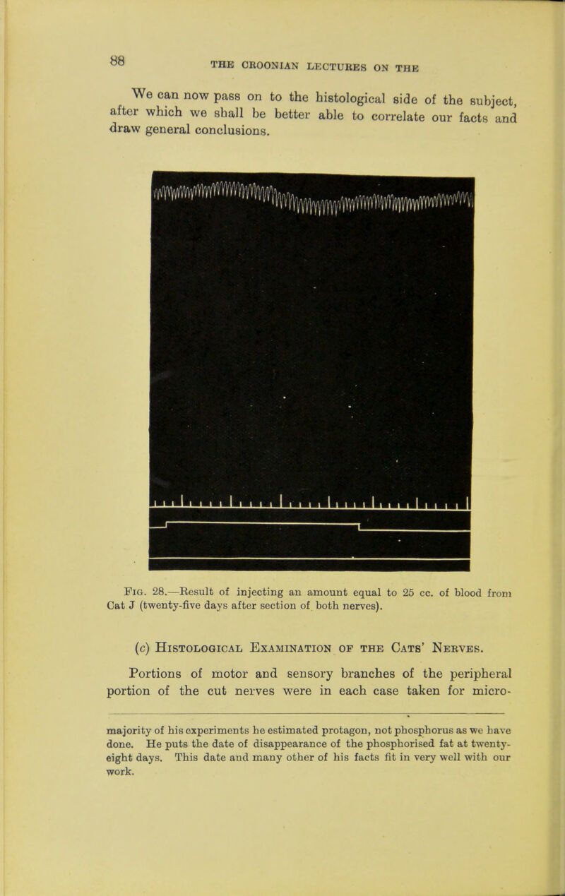 We can now pass on to the histological side of the subject, after which we shall be better able to correlate our facts and draw general conclusions. Fig. 28.—Eesult of injecting an amount equal to 25 cc. of blood from Cat J (twenty-five days after section of both nerves). (c) Histological Examination of the Cats' Nerves. Portions of motor and sensory branches of the peripheral portion of the cut nerves were in each case taken for micro- majority of his experiments he estimated protagon, not phosphorus as wc have done. He puts the date of disappearance of the phosphorised fat at twenty- eight days. This date and many other of his facts fit in very well with our work.