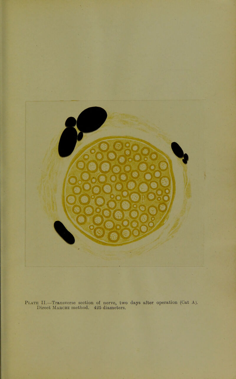 Plate II.—Transverse section of nerve, two days after operation (Gat A).