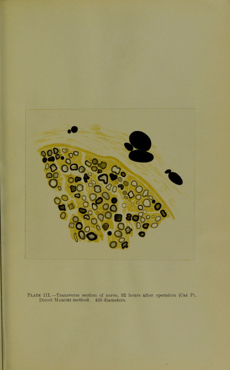 o ^tfCT 0/v 0#C Plate III.—Transverse section of nerve, 92 hours after operation (Cat P).