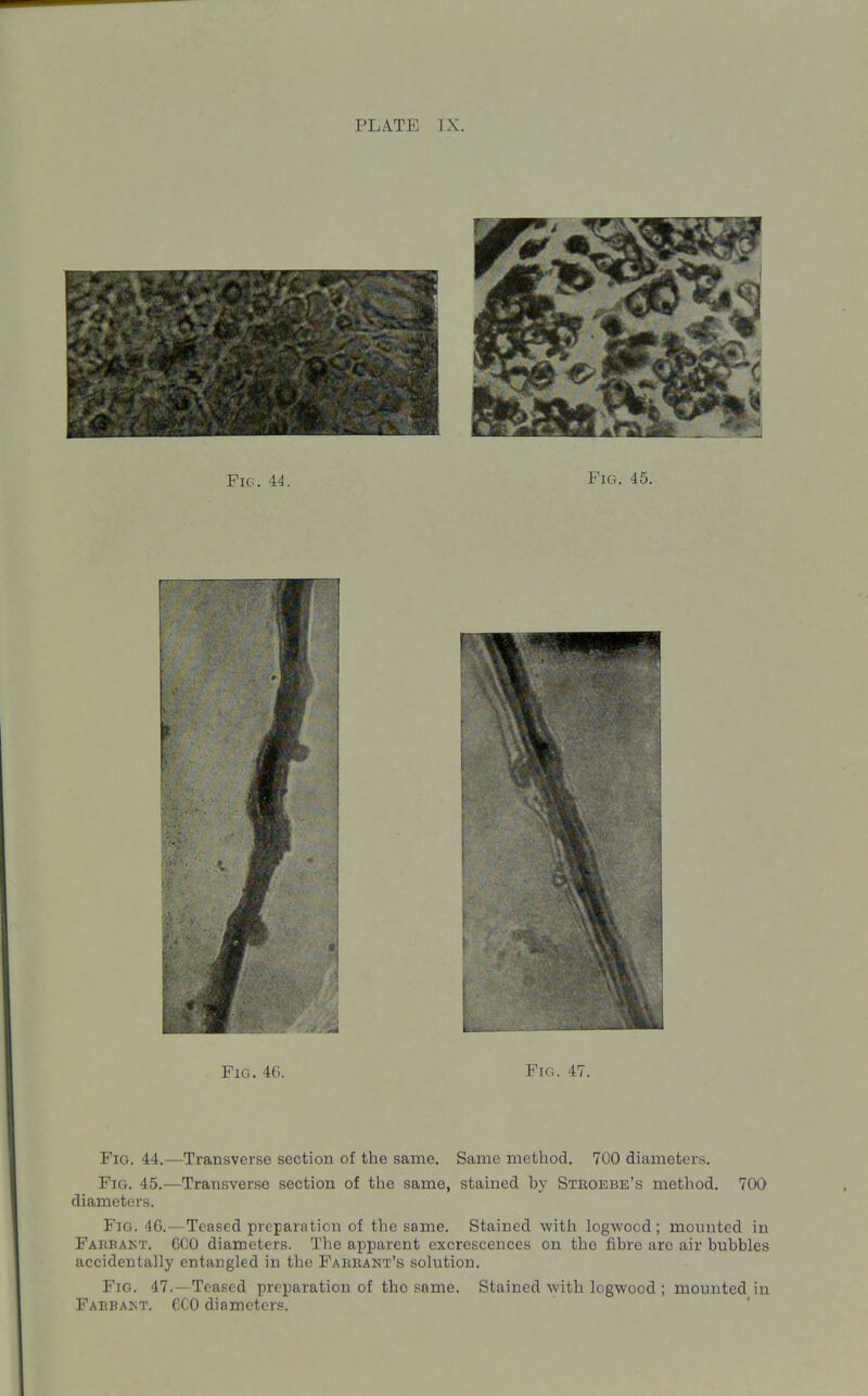 Fig. 46. Fig. 47. Fig. 44.—Transverse section of the same. Same method. 700 diameters. Fig. 45.—Transverse section of the same, stained by Stkoebe's method. 700 diameters. Fig. 4G.—Teased preparation of the same. Stained with logwood; mounted in Farbakt. 600 diameters. The apparent excrescences on the fibre are air bubbles accidentally entangled in the Fabbant's solution. Fig. 47.—Teased preparation of the same. Stained with logwood ; mounted in Fabbakt. 6C0 diameters.