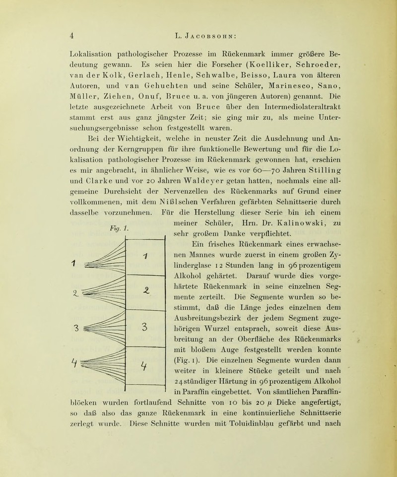 Fig. 1. Lokalisation pathologischer Prozesse im Rückenmark immer größere Be- deutung gewann. Es seien hier die Forscher (Koelliker, Schroeder, van der Kolk, Gerlach, Henle, Schwalbe, Beisso, Laura von älteren Autoren, und van Gehuchten und seine Schüler, Marinesco, Sano, Müller, Ziehen, Onuf, Bruce u. a. von jüngeren Autoren) genannt. Die letzte ausgezeichnete Arbeit von Bruce über den Intermediolateraltrakt stammt erst aus ganz jüngster Zeit; sie ging mir zu, als meine Unter- suchungsergebnisse schon festgestellt waren. Bei der Wichtigkeit, welche in neuster Zeit die Ausdehnung und An- ordnung der Kerngruppen für ihre funktionelle Bewertung und für die Lo- kalisation pathologischer Prozesse im Rückenmark gewonnen hat, erschien es mir angebracht, in ähnlicher Weise, wie es vor 60—70 Jahren Stilling und Clarke und vor 20 Jahren Waldeyer getan hatten, nochmals eine all- gemeine Durchsicht der Nervenzellen des Rückenmarks auf Grund einer vollkommenen, mit dem N iß Ischen Verfahren gefärbten Schnittserie durch dasselbe vorzunehmen. Für die Herstellung dieser Serie bin ich einem meiner Schüler, Hrn. Dr. Kalinowski, zu sehr großem Danke verpflichtet. Ein frisches Rückenmark eines erwachse- nen Mannes wurde zuerst in einem großen Zy- linderglase 1 2 Stunden lang in 96 prozentigem Alkohol gehärtet. Darauf wurde dies vorge- härtete Rückenmark in seine einzelnen Seg- mente zerteilt. Die Segmente wurden so be- stimmt, daß die Länge jedes einzelnen dem Ausbreitungsbezirk der jedem Segment zuge- hörigen Wurzel entsprach, soweit diese Aus- breitung an der Oberfläche des Rückenmarks mit bloßem Auge festgestellt werden konnte (Fig. 1). Die einzelnen Segmente wurden dann weiter in kleinere Stücke geteilt und nach 24stündiger Härtung in 96prozentigem Alkohol in Paraffin eingebettet. Von sämtlichen Paraffin- blöcken wurden fortlaufend Schnitte von 10 bis 20 jjl Dicke angefertigt, so daß also das ganze Rückenmark in eine kontinuierliche Schnittserie 1 z 3 zerlegt wurde Diese Schnitte wurden mit Toluidinblau gefärbt und nach