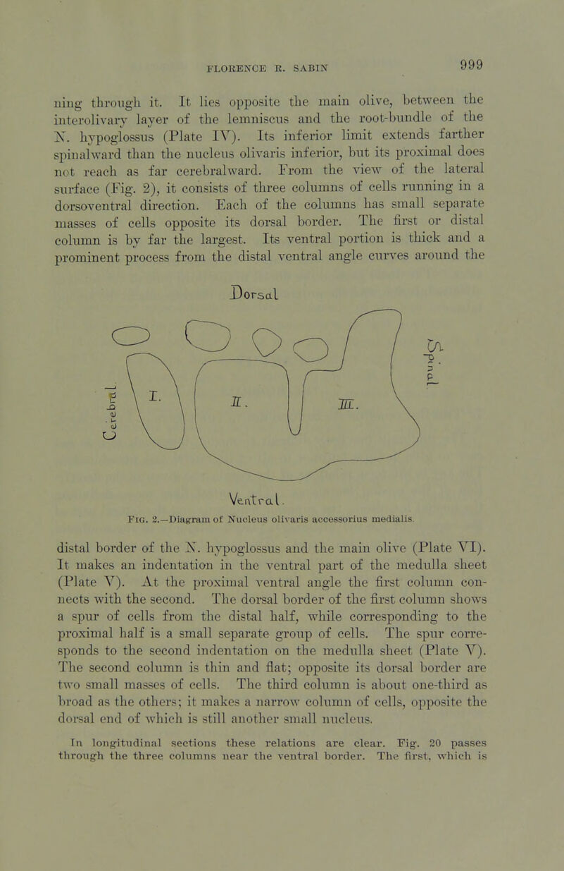 ning through it. It lies opposite the main olive, between the intei-olivary layer of the lemniscus and the root-bundle of the X. hypoglossus (Plate IV). Its inferior limit extends farther spinalward than the nucleus olivaris inferior, but its proximal does not reach as far cerebrahvard. From the view of the lateral surface (Fig. 2), it consists of three columns of cells running in a dorsoventral direction. Each of the columns has small separate masses of cells opposite its dorsal border. The first or distal column is by far the largest. Its ventral portion is thick and a prominent process from the distal ventral angle curves around the Dorsal Veatral. Fig. 2.—Diagram of Nucleus olivaris accessorius medialis. distal border of the X. hypoglossus and the main olive (Plate VI). It makes an indentation in the ventral part of the medulla sheet (Plate V). At the proximal ventral angle the first column con- nects with the second. The doi-sal border of the first column shows a spur of cells from the distal half, while con-esponding to the proximal half is a small separate group of cells. The spur corre- sponds to the second indentation on the medulla sheet (Plate V). The second column is thin and flat; opposite its dorsal boi'der are two small masses of cells. The third column is about one-third as broad as the others; it makes a narrow column of cells, opposite the dorsal end of which is still another small nucleus. Tn long-itiidinal sections these relations are clear. Fig. 20 passes through the three columns near the ventral border. The first, which is