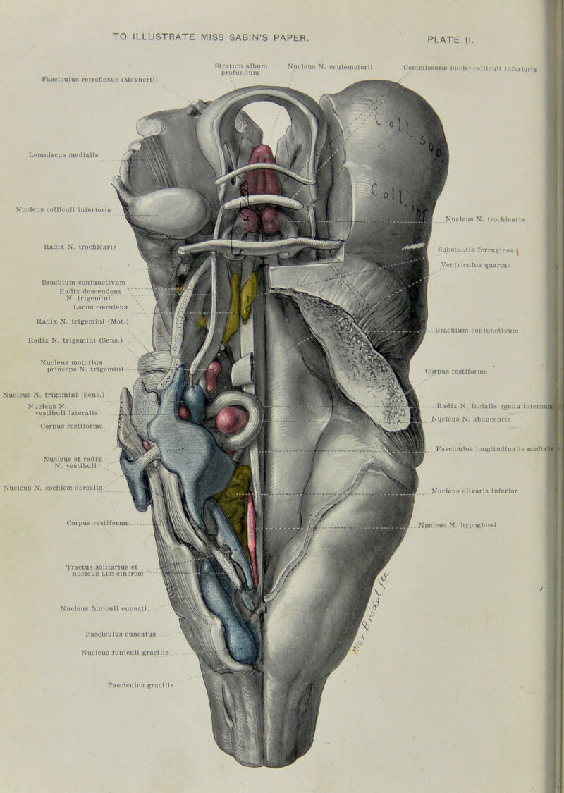 PLATE Fasciculus rotrolloxus (Moynertl) Slnitum ulhum NutileuH N. oculomotorll prpfuiuluin CoinmlsaureB nuclei colUculi Inferlorla Lemniscus medialls Nucleus coHIcuIl inferioris Radix N. trochlearls Brachium conjunctivum Radix descendens N. trigeiriirii Locus coeruleus Radix N. trigemini (Mot.) Radix N. trigemini (Sens.) Nucleus motorius princeps N. trigemini Nucleus N. trigemini (Sens.) Nucleus N. vestibuli lateralis Corpus restiforme Nucleus et radix N. vestibuli ■ Nucleus N. cochleae dorsalis Corpus restiforme Tractus soHtarius et nucleus alae cineresff Nucleus funiculi cuneati .-- Fasciculus cuneatus Nucleus funiculi gracilis Nucleus N. trochlearls Substui.tia ferrugtnea | Ventrlculus quartus Brachium conjunctivum Corpus restiforme Radix N. facialis (genu intti Nucleus N. abducentis Fasciculus longitudinaiis meii Nucleus olivaris inferior i^iicleus N. hypoglossi Fasciculus gracilis V
