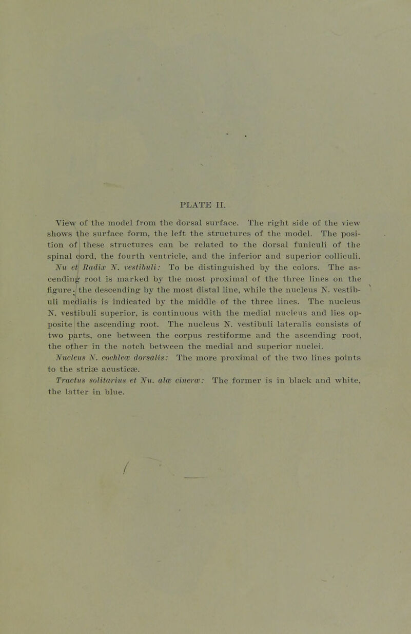 View of the model fi-om the dorsal surface. The right side of the view shows the surface form, the left the structures of the model. The posi- tion of these structures can be related to the dorsal funiculi of the spinal dord, the fourth ventricle, and the inferior and superior coUiculi. Nu et' Radix N. vestihitli: To be distinguished by the colors. The as- cending root is marked by the most proximal of the three lines on the figure, the descending by the most distal line, while the niicleus N. vestib- uli medialis is indicated bj^ the middle of the three lines. The nucleus N. vestibuli superior, is continuous with the medial nucleus and lies op- posite the ascending root. The nucleus N. vestibuli lateralis consists of two parts, one between the corpus restiforme and the ascending root, the ojher in the notch between the medial and superior nuclei. Nucleus N. cochlew dorsaUs: The more proximal of the two lines points to the striae acusticae. Tractus soHtarius et Nu. alee cinerw: The former is in black and white, the latter in blue. /