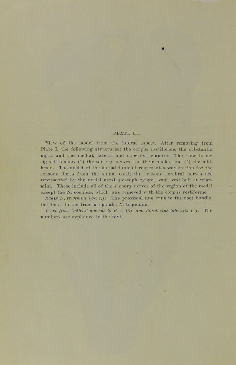 View of the model from the lateral aspect. After removing- from Plate I, the follovviug structures: the corpus restiforme, the substantia nigra and the medial, lateral and superior lemnisci. The view is de- signed to show (1) the sensory nerves and their nuclei, and (2) the mid- brain. The nuclei of the dorsal funiculi rex^resent a. waj'-station for the sensory fibres from the spinal cord; the sen.sory cerebral nerves are represented by the nuclei nervi glossopharyngei, vagi, vestibuli et trige- mini. These include all of the sensorj^ nerves of the region of the model except the N. cochleae, which was removed with the corpus restiforme. Radix N. trigemini {Sens.): The proximal line runs to the root bundle, the distal to the tractus spinalis N. trigemini. Tract from Deiters' nucleus to F. i. (3), and Fasciculus lateralis (4): The numbers are explained in the text.