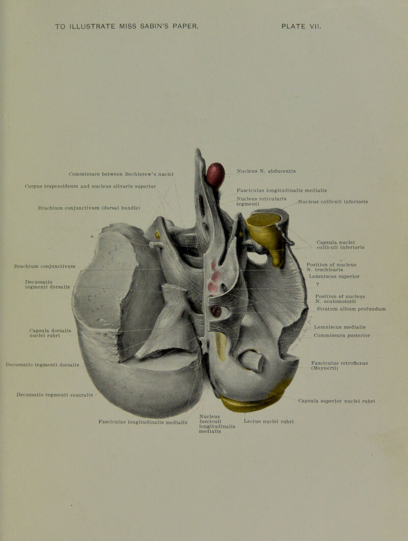 Commissure between Bechterew's nuolel Corpus trapezoideum and nucleus olivarls superior Brachlum conjunctivuni (dorsal bundle) Nucleus N. abducentls Fasciculus longltudlnalls medialia Nucleus reticularis Brachlum conjunctivuin Decussatio tegmentl dorsalls Capsula dorsalls nuclei rubri Decussatio tegmentl dorsalls Decussatio tegmentl ventralis Nucleus colllculi inferloris Capsula nuclei collicull inferloris Position of nucleus N. trochlearis Lemniscus superior y Position of nucleus N. oculomotorii Stratum album profundum Lemniscus medialis Commissura posterior Fasciculus retroflexus (MeynertI) Capsula superior nuclei rubri Nucleus Fasciculus longltudlnalls medialis fasciculi Lectus nuclei rubri longltudlnalls medialis