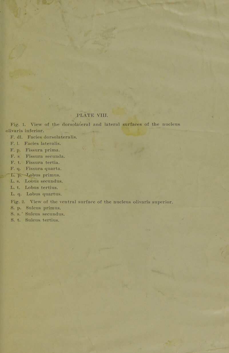 Fig. 1. View of the dorsolateral and lateral surfaces of the micleu olivaris inferior. F. dl. Facies dorsolateralis. F. I. Facies lateralis. F. p. Fis.sura prima. F. s Fissnra secunda. F. t. Fissnra tertia. F. q. Fissiira quarta. L. pT.—-Itpbus primus. L. s. Looiis secnndxis. L. t. Lobiis tertiiis. L. q. Lobiis quartus. Fig. 2. View of the ventral surface of the nucleiis olivaris superior. S. p. Sulcus primus. S. s.' Sulcus secundus. S. t. Sulcus, tertius.