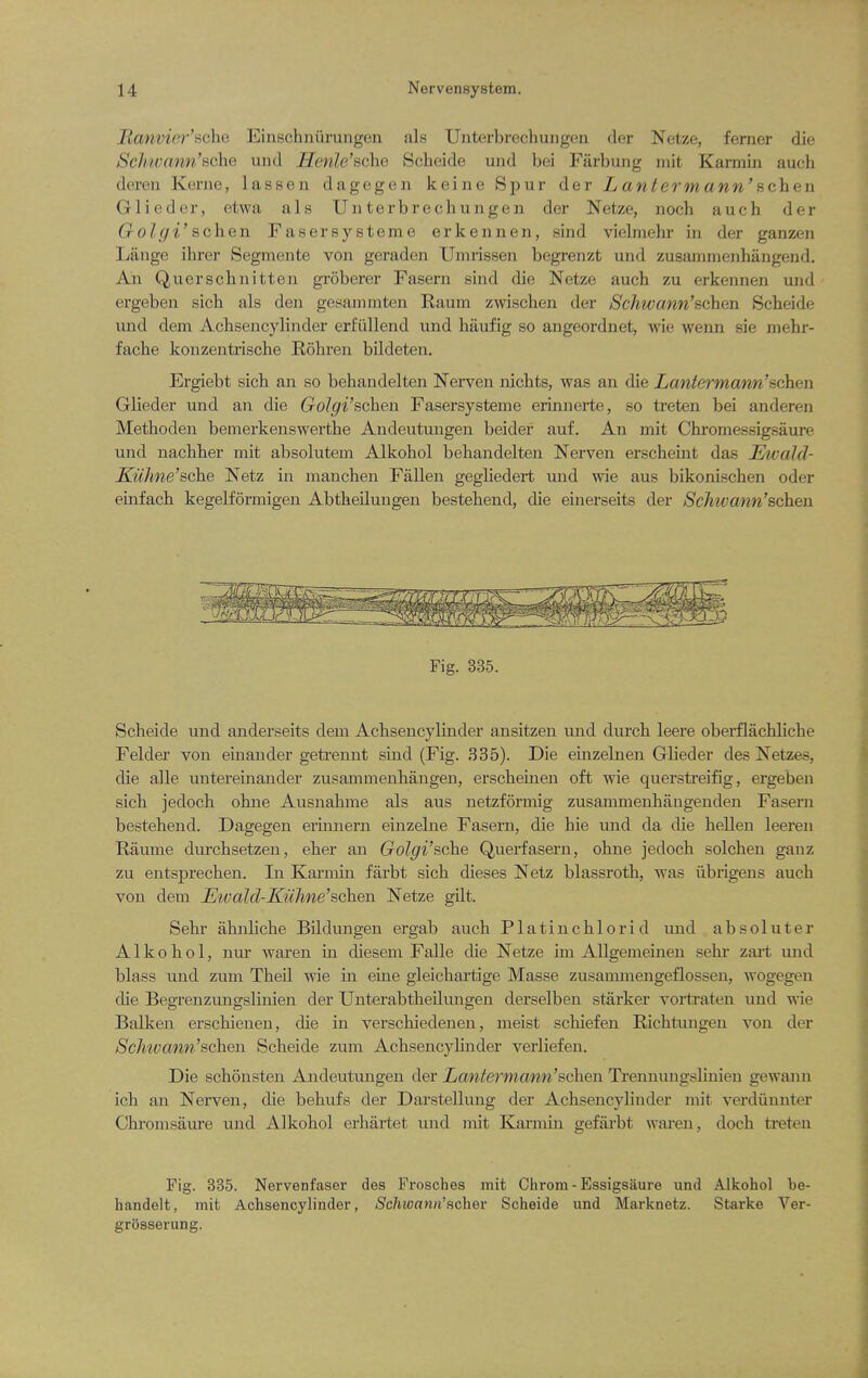 lianvier'sohe Einschniirungen als Unterbrechungeii der Netze, ferner die Sch'wann'sche und Henle'sche Scheide und bei Farbung mit Kai-mui auch deren Keriie, lassen dagegen keine Sjiur der L ante7mann' achen Glieder, etwa als Unterbrechungeii der Netze, noch auch der Golgi' schen Fasersysteme erkennen, sind vielniehr in der ganzen Lange ihrer Segmente von geraden Umrissen begrenzt und zusammenhangend. An Querschnitten groberer Fasern sind die Netze auch zu erkennen und ergeben sich als den gesannnten Raum zwischen der Schwann'schen Scheide und dem Achsencylinder erfiillend und hiiufig so angeordnet, wie wenn sie mehr- fache konzentrische Rohren bildeten. Ergiebt sich an so behandelten Nerven nichts, was an die Lmitermann'schen Glieder und an die Golgi'schen Fasersysteme erinnerte, so treten bei anderen Methoden bemerkenswerthe Andeutungeu beider auf. An mit Chromessigsaure und nachher mit absolutem Alkohol behandelten Nerven erscheint das Ewald- Kuhne'sche Netz in manchen Fallen gegliedert und wie aus bikonischen oder euifach kegelformigen Abtheilungen bestehend, die einerseits der Schwatm'Bcheu. Fig. 335. Scheide und anderseits dem Achsencylinder ansitzen und durch leere oberflachliche Felder von einander geti'ennt sind (Fig. 335). Die einzelnen Glieder des Netzes, die alle untereinander zusammeuhangen, erscheineu oft wie querstreifig, ergeben sich jedoch ohne Ausnahme als aus netzformig zusammenhaugenden Fasern bestehend. Dagegen eriunern einzelne Fasern, die hie und da die hellen leereu Raume durchsetzen, eher an Golgi'sche Querfasern, ohne jedoch solchen gauz zu entsprechen. In Karmin farbt sich dieses Netz blassroth, was iibrigeus auch von dem Ewald-Kuhne'schen. Netze gilt. Sehr ahnliche Bildungen ergab auch Platinchlorid und absoluter Alkohol, nm' waren in diesem Falle die Netze im Allgemeinen sehr zart mid blass und zum Theil wie in eine gleichartige Masse zusammengeflosseu, wogegen die Begrenzungslinien der Unterabtheilungen derselben starker vortraten und wie Balken erschienen, die in verschiedenen, meist schiefen Richtungen von der Sclitvann'schQw Scheide zum Achsencyhnder veiiiefen. Die schonsten Andeutungen der Lantermami'schen Trennungslinien gewann ich an Nerven, die behufs der Darstellung der Achsencylinder mit verdiinnter Chromsaure und Alkohol erhartet und mit Karmin gefarbt wai'eu, doch treten Fig. 335. Nervenfaser des Frosches mit Chrom - Essigsaure und Alkohol be- handelt, mit Achsencylinder, Schwann'Hchev Scheide und Marknetz. Starke Ver- grosserung.