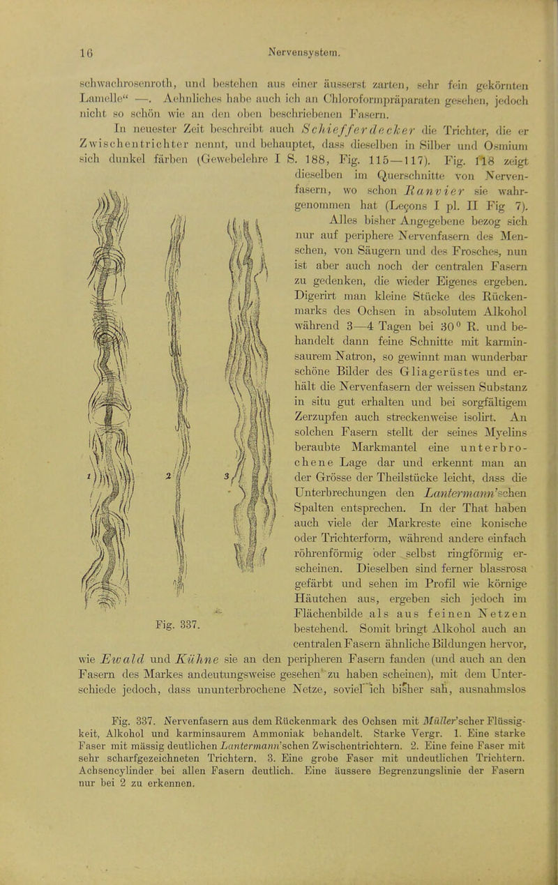 sellWMellrosenroth, unci bestelieii aus einer iiusserst zarten, sehr fein gekornten I.aiiK'llo —. Aehnliches Imbo audi icli an Chlorofoniipraparaten gesehen, jedoch nicht so schou wie an (loin obeu bescliriebenen Fasera. In neuester Zeit bcschrcibt auch Schiefferdecker die Trichter, die er Zwischentrichter uennt, und behauptet, dass dieselben in Silber und Osmium sich dunkel farben (Gewebelehre IS. 188, Fig. 115—117). Fig, I'lS zeigt dieselben im Querscbnitte von Nerven- fasern, wo schon lianvier sie wahr- genommen hat (Leyons I pi. II Fig 7). Alles bisher Aiigegebene bezog sicb nur auf periphere Nervenfasern des Men- scben, von Saugern und des Frosches, nuii ist aber auch noch der centralen Fasern zu gedenken, die wieder Eigenes ergeben. Digerut man kleine Stiicke des Riicken- marks des Ochsen in absolutem Alkohol wahrend 3—4 Tagen bei 30° R. und be- handelt dann feine Schnitte mit karmin- saurem Natron, so ge\\'innt man ^vunderbal• schone Bilder des Gliageriistes und er- halt die Nervenfasern der weissen Substanz in situ gut erhalteii und bei sorgfaltigem Zerzupfen auch sti'eckenweise isolu't. An solchen Fasern stellt der seines Myelins bei'aubte Markmantel eine unterbro- chene Lage dar und erkennt man an der Grosse der Theilstiicke leicht, dass die Unterbrechuugeu den LantenjiaJin'schen Spalten entsprechen. In der That haben auch viele der Markreste eine konische oder Trichterform, wahrend andere emfach rohrenforniig oder selbst rmgformig er- scheiuen. Dieselben sind femer blassrosa gefiirbt und sehen un Profil wie kornige Hautcheu aus, ergeben sich jedoch im Flachenbilde a Is aus feinen Netzen bestehend. Somit bringt Alkohol auch an centralen Fasern ahnliche Bddungen hervor, wie EIVaid und Kiiline sie an den peripheren Fasern fanden (und auch an den Fasern des Markes andeutimgsweise gesehen' zu haben scheinen), mit dem Unter- schiede jedoch, dass ununterbrochene Netze, soviel ich bisher sah, ausnahmslos Fig. 337. Nervenfasern aus dem Riickenmark des Ochsen mit MiUlefscher Fliissig- keit, Alkohol und karminsaurem Amnioniak behandelt. Starke Vergr. 1. Eine starke Faser mit massig deutlichen Lantermann''s,c\\Qn Zwischentrichtern. 2. Eine feine Faser mit sehr scharfgezeichneten Trichtern. 3. Eine grobe Faser mit undeutlichen Trichtern. Achsencylinder bei alien Fasern deutlich. p]ino aussere Begrenzungslinie der Fasern nur bei 2 zu erkennen.