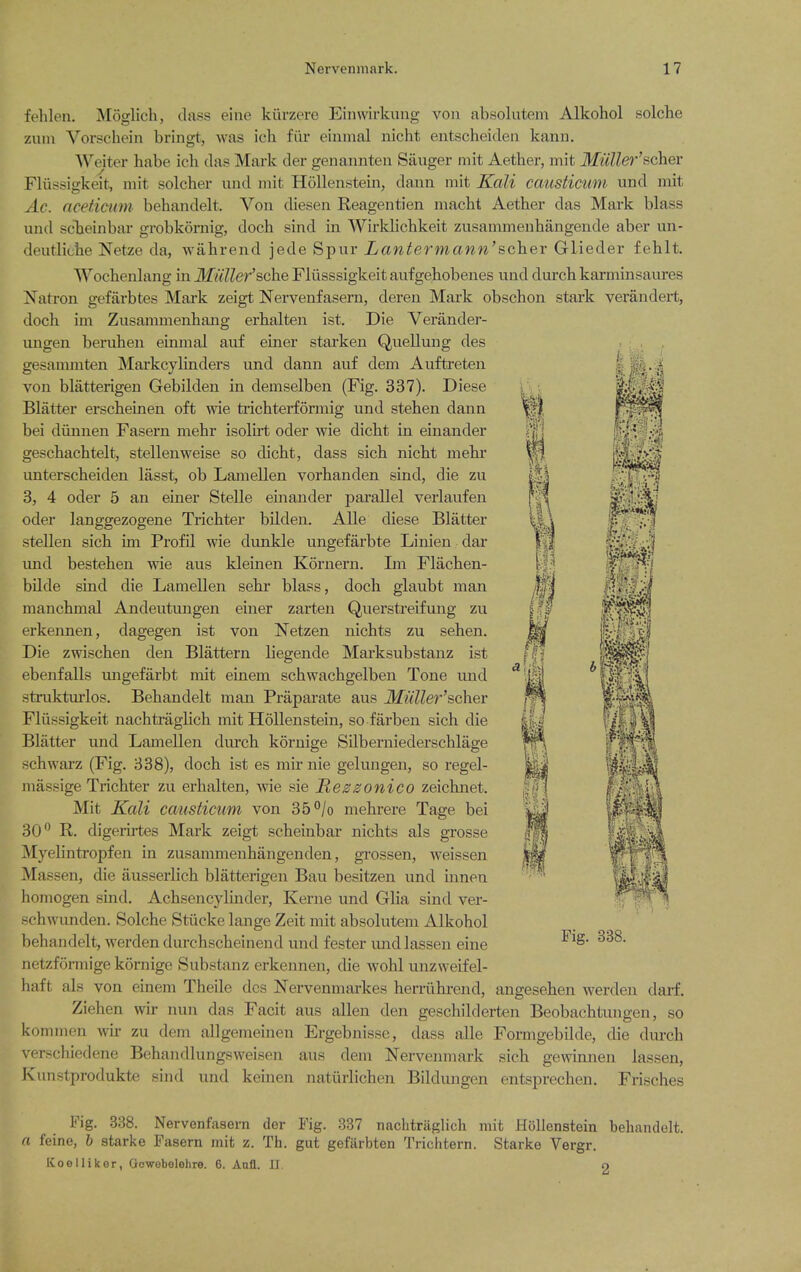 fehlen. Moglich, dass eine kiirzere Einwirkung voii absolutem Alkohol solche zuin Vorschein bringt, was ich fiir eiiimal nicht entscheitlen kann. Weiter habe ich das Mark der genannten Sanger niit Aether, mit MuUer'ficher Fliissigkeit, mit solcher und mit Hollenstein, dann mit Kali causticum und mit Ac. aceticum behandelt. Von diesen. Reagentien macht Aether das Mark blass und scheinbar grobkoraig, doch sind in Wirklichkeit zusammenhangende aber un- deutliohe Netze da, wahrend jede Spur Lanterinanti'schev Glieder fehlt. Wochenlang in MuUer'sche Fliisssigkeit aufgehobenes und durch karminsaures Natron gefarbtes Maik zeigt Nervenfasern, deren Mark obschon stark verandert, doch im Zusanunenhang erhalten ist. Die Verander- ungen beruhen einmal auf einer starken Quellung des gesammten Mai'kcyhnders und dann auf dam Auftreten von blatterigen Gebilden in demselben (Fig. 337). Diese Blatter erscheinen oft wie ti'ichterformig und stehen dann bei diinnen Fasern mehr isolh-t oder wie dicht in einander geschachtelt, stellenweise so dicht, dass sich nicht mehr unterscheiden lasst, ob Lamellen vorhanden sind, die zu 3, 4 oder 5 an einer Stelle einander parallel verlaufen oder langgezogene Trichter bilden. Alle diese Blatter stellen sich im Profil wie dunkle ungefarbte Linien dar und bestehen wie aus kleinen Korneru. Ln Flachen- bilde sind die Lamellen sehr blass, doch glaubt man manchmal Andeutmigen einer zaiten Querstreifung zu erkennen, dagegen ist von Netzen nichts zu sehen. Die zwischen den Blattern liegende Marksubstanz ist ebenfalls ungefarbt mit einem schwachgelben Tone und stiiiktm-los. Behandelt man Prapai-ate aus Mulle7''sGher Fliissigkeit nachti-aglich mit Hollenstein, so farben sich die Blatter und Lamellen durch kornige Silberuiederschlage schwarz (Fig. 838), doch ist es mir nie gelungen, so regel- niassige Trichter zu erhalten, wie sie Mezzonico zeichnet. Mit Kali causticimi von 35°/o mehrere Tage bei 30 R. digerutes Mark zeigt scheinbar nichts als grosse Myelintropfen in zusammenhangenden, gi-ossen, weissen Massen, die ausserlich blatterigen Ban besitzen und innen homogen sind. Achsencylinder, Kerne und Glia sind ver- schwunden. Solche Stiicke lange Zeit mit absolutem Alkohol behandelt, werden durchscheinend und fester und lassen eine netzformige kornige Substanz erkennen, die Avohl unzweifel- haft als von einem Theile dcs Nervenmarkes herriihrend, angesehen werden darf. Ziehen wu- nun das Facit aus alien den geschilderten Beobachtungen, so kommen w zu dem allgemeinen Ergebnisse, dass alle Formgebilde, die durch verschiedene Behandlungsweisen aus dem Nervenmark sich gewimien lassen, Kunstprodukte sind und keinen natiirlichen Bildungen entsprechen. Frisches Fig. 338. Nervenfasern der Fig. 337 nachtriiglich mit Hollenstein behandelt. a feine, h starke Fasern mit z. Th. gut gefarbten Trichtern. Starke Vergr. KoeHiker, Gowobelohre. 6. Aafl. II. o