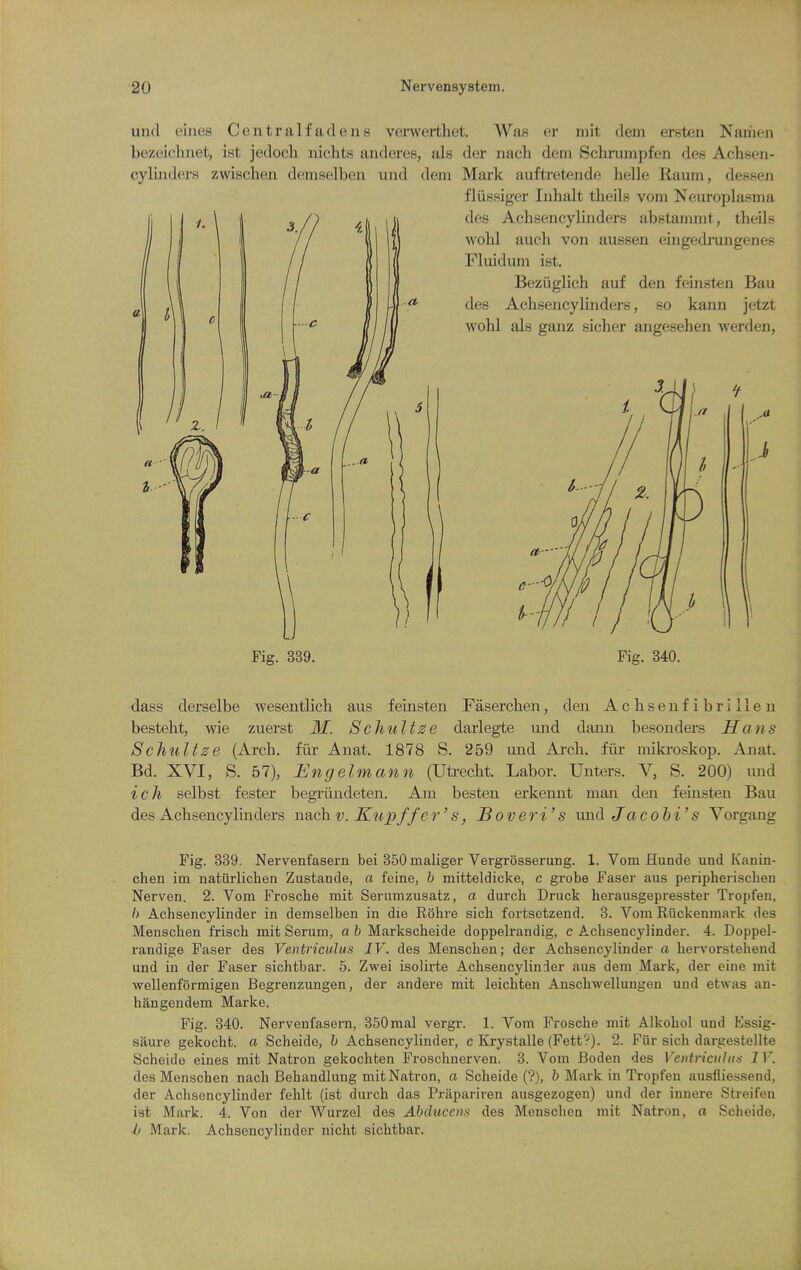 unci ciues Centralfaclens verwertlu bezeichnet, ist jedoch nichts anderes, als cylinders zwischen demselben und dem t. Was er niit dem ersten Naihen der nach dem Schrumpfen des Achseii- Mark auftretende helle Raum, desseji fliissiger Inhalt theils vom Neuroplasm a des Achsencylinders abstammt, theils vvobl auch von ausseii eingedrungenes Fluidum ist. Beziiglich auf den feinsten Bau des Achsencylinders, so kann jetzt wohl als ganz sicher angesehen werden, Fig. 340 dass derselbe wesentlich aus feinsten Faserchen, den Achseufibrilleu besteht, wie zuerst M. Schultze darlegte und daim besonders Hans Schultze (Arch, fiir Anat. 1878 S. 259 und Arch, fiir mikroskop. Anat. Bd. XVI, S. 57), Engelmann (Uti-echt. Labor. Unters. V, S. 200) luid ich selbst fester begriindeten. Am besten erkennt man den feiusten Bau des Achsencylinders nach. v. Ktopffer's, JB overt's und Jacobi's Vorgang Fig. 339. Nervenfasern bei 350 maliger Vergrosserung. 1. Vom Hunde und Kanin- chen im natiirlichen Zustande, a feine, b mitteldicke, c grobe Faser aus peripherisclien Nerven. 2. Vom Frosche mit Serumzusatz, a durcb Druck herausgepresster Tropfeu, h Achsencylinder in demselben in die Rohre sich fortsetzend. 3. Vom Riickenniark des Menschen frisch mit Serum, a b Markscheide doppelrandig, c Achsencylinder. 4. Doppel- randige Faser des Ventriculus IV. des Menschen; der Achsencylinder a hervorstehend und in der Faser sichtbar. 5. Zwei isolirte Achsencylinder aus dem Mark, der eine mit wellenformigen Begrenzungen, der andere mit leichten Anschwellungeu und etwas an- hangendem Marke. Fig. 340. Nervenfasern, 350raal vergr. 1. Vom Frosche mit Alkohol und Essig- saure gekocht. a Scheide, b Achsencylinder, c Krystalle (Fett?). 2. Fiir sich dargestellte Scheide eines mit Natron gekochten Froschnerven. 3. Vom Boden des Veidricuhis IV. des Menschen nach Behandlung mit Natron, a Scheide ('?), 6 Mark in Tropfeu ausiliessend, der Achsencylinder fehlt (ist durch das Priipariren ausgezogen) und der innere Streifen ist Mark. 4. Von der Wurzel des Abducens des Menschen mit Natron, o Scheide, b Mark. Achsencylinder nicht sichtbar.
