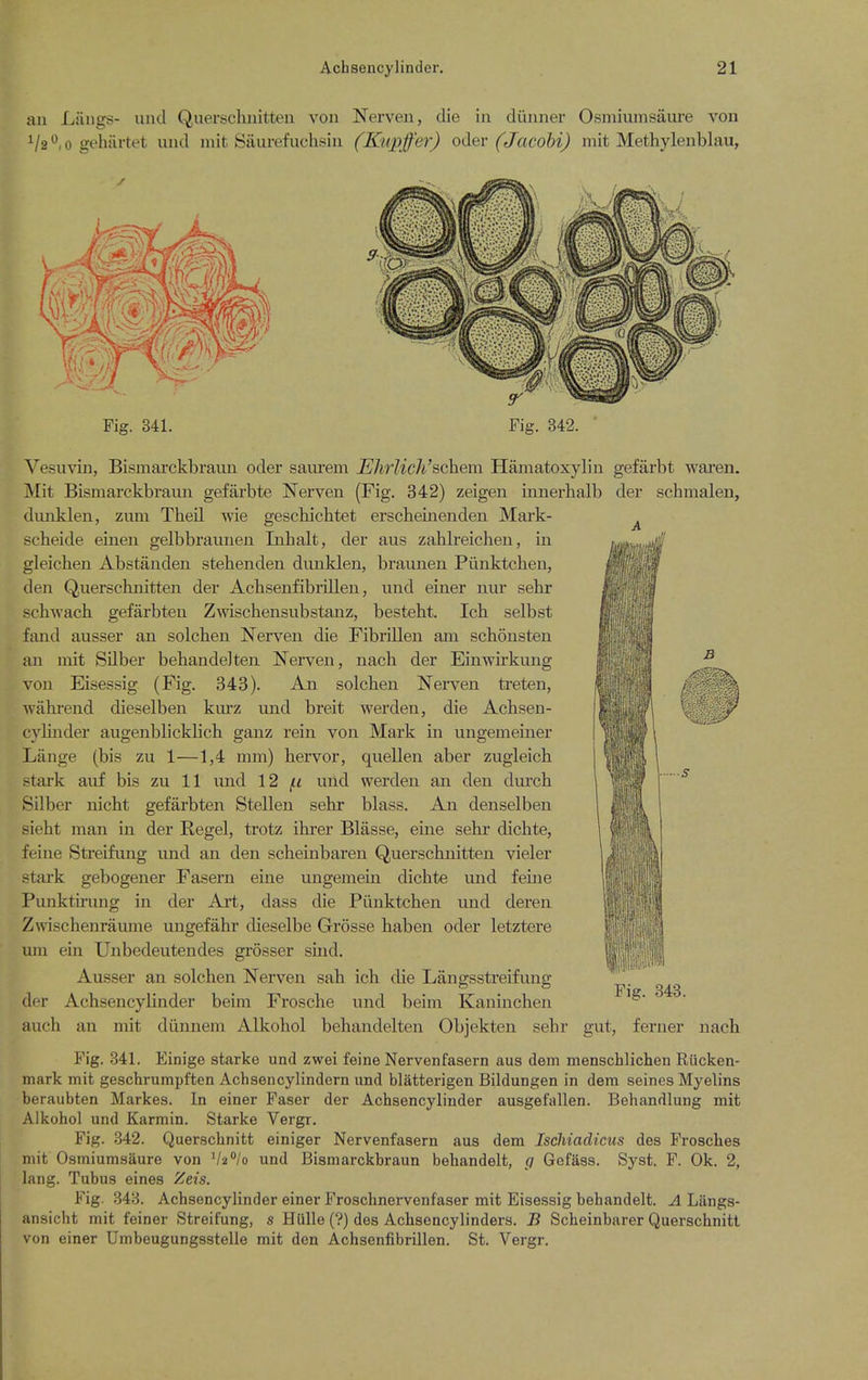 an Langs- unci Querschnitten von Nerven, die in diinner Osniiumsaure von V2,o gohiirtet und mit Stiurefuclisiu (Kiipffer) oder (Jacohi) mit Methylenblau, Fig. 341. Fig. 342. ' .J I ...s Vesuvin, Bismai'ckbraun oder saiirem EJirlich'schem Hamatoxylin gefarbt waxen. Mit Bismarckbraun gefarbte Nerven (Fig. 342) zeigen innerhalb der schmalen, diinklen, zum Theil wie geschiclitet erscheinenden Mark- ^ scheide eiuen gelbbraunen Inhalt, der aus zahlreichen, in gleichen Abstanden stebenden dunklen, braunen Piinktchen, den Querschnitten der Acbsenfibrillen, luid einer nur sebr schwach gefarbten Zwischensubstanz, bestebt. Icb selbst fand ausser an solcben Nerven die Fibrillen am scbonsten an niit Silber behandeJten Nerven, nacb der Einwirkung von Eisessig (Fig. 343). An solcben Nei-ven treten, ■\vahrend dieselben kiu'z und breit werden, die Achsen- cylinder augenblicklich ganz rein von Mark in ungemeiner Liinge (bis zu 1—1,4 mm) hervor, quellen aber zugleich stark auf bis zu 11 luid 12 /< und werden an den durcb Silber nicht gefarbten Stellen sehr blass. An denselben sieht man in der Kegel, trotz ihrer Bliisse, eine sehr dichte, feine Sti'eifung und an den scheinbaren Querschnitten vieler stai'k gebogener Fasern eine ungemem dichte und feme Punktirung in der Art, dass die Piinktchen und deren Zwischenraume ungefahr dieselbe Grosse haben oder letztere uin ein Unbedeutendes grosser smd. Ausser an solcben Nerven sab ich die Langsstreifung der Achsencylinder beim Frosche und beim Kaninchen auch an mit dunnem Alkohol behandelten Objekten sehr gut, ferner nach Fig. 341. Einige starke und zwei feine Nervenfasern aus dem menschlichen Riicken- mark mit geschrumpften Achsencylindcrn und blatterigen Bildungen in dem seines Myelins beraubten Markes. In einer Faser der Achsencylinder ausgefallen. Behandlung mit Alkohol und Karmin. Starke Vergr. Fig. 342. Querschnitt einiger Nervenfasern aus dem Ischiadicus des Frosches mit Osmiumsaure von '/2°/o und Bismarckbraun behandelt, g GefSss. Syst. F. Ok. 2, lang. Tubus eines Zeis. Fig. 343. Achsencylinder einer Froschnervenfaser mit Eisessig bebandelt. A Langs- ansicht mit feiner Streifung, s Hlille (?) des Achsencylinders. B Scheinbarer Querschnitt von einer Umbeugungsstelle mit den Acbsenfibrillen. St. Vergr.