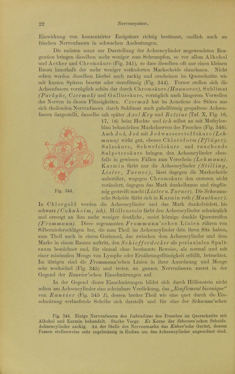 Einwirkuiig von koiizentrirter EssigBiiure richtig bestlnunt, endlich auch an frischen Nervenfasern in scliwachen Andeutungen. Die meisten sonst zur Darstellung der Achsencylinder angewendeten Rea- gentien bringen dieselben mehr wonigcr zum Schrumpfen, 80 vor allem Alkohol und Aether und Chrom.saurc (Fig. 341), so dass dieselben oft nur einen kleinen Rauin innerhalb der mehr weniger veranderten Markscheide ehinehmen. Nicht selten werden dieselben hierbei auch zackig und erscheiuen ini Querschnitte wie mit kurzen Spitzen besetzt oder sternformig (Fig. 344). Ferner stellen sich die Achsenfasern vorziiglich schon dar durch Chromsaure (^i^aJ^?^o^/■er^, Sublimat (Tnrhyne, Czermalt) und Gallussiiure, vorziiglich nach langerem Verweilen der Nerven in dieseu Flussigkeiten. Czermak hat im Acusticus des Stores aus sich theilenden Nervenfasern durch Sublimat auch gabelformig gespaltene Achsen- fasern dargestellt, dasselbe sah spater Axel Key und Retzius (Taf. X, Fig. 16, 17, 18) beiin Hechte und ich selbst an mit Methylen- blau behandelten Muskelnerven des Frosches (Fig. 346). Auch Jod, Jod mit Jodwasserstoffsaure (Leh- ^ ,^^^,-5,,-^ maww^ wirkt gut, ebenso Chloroform (^P/Zw^er^. \  iUr^^i Salzsaure, Schwefelsaure und rauchende S a 1 p e t e r s a u r e bringen den Achsencylinder eben- falls hi gewissen Fallen zmn Vorschein (Lehniann). Karmin farbt nur die Achsencyhnder (Stilling, Lister, Turner), lasst dagegen die Markscheide unberiihi't, wogegen Chromsaure den ersteren nicht verandert, dagegen das Mark dunkelbraun und ringfor- Fig. 344. mig gestreift macht{Lister vl. Tumer). DieSchicann- sche Scheide farbt sich in Karmin roth (Mauthner). In Chlorgold werden die Achsencyhnder und das Mai-k dunkelviolett bis schwarz (Co hnJieim, ich). Hollenstein farbt den Achsencylinder schwarzlich und erzeugt an ihm mehi* weniger deuthche, meist kornige dunkle Querstreifen (Frommann). Diese sogeuannten i^rommaww'schen Linien riihren von Silberniederschlagen her, die zum Theil im Achsencyhnder diiu ihren Sitz haben, zum Theil auch m einem Germnsel, das zwischen dem Achsencylinder und dem Marke in einem Raume auftritt, den S chieffer declcer als peri axial en Spalt- raum bezeichnet und, fiir einmal ohue bestimmte Beweise, als normal und mit einer minimalen Menge von Lymphe oder Ernahrungsflussigkeit erfiiUt, betrachtet. Im iibrigen sind die Frommann'schen Linien in ihrer Anordnmig und jNIenge sehr wechselnd (Fig. 345) und treten an gauzen Nervenfasern zuerst in der Gegend der Manvier'scheii Einschniirungen auf. In der Gegend dieser Einschniirungen bildet sich durch HoUensteui niclit selten am Achsencyhnder eine scheinbare Verdickung, das ,,Benf lenient hiconique von Banvier (Fig. 345 1), dessen breiter Theil wie eine quer durch die Ein- schniirung verlaufende Scheibe sich darstellt und fiir eine der Sclmann'schen Fig. 344. Einige Nervenfasern des Ischiadi'cus des Frosches im Querschnitte mit Alkohol und Karmin behandelt. Starke Vergr. Ks Kerne der Schwann'schen Scheide. Achsencylinder zackig. An der Stelle des Nervenmarks das Kilhne'sche Geriist, dessen Fasern stellenweise sehr regelmassig in Radien urn den Achsencylinder angeordnet sind.