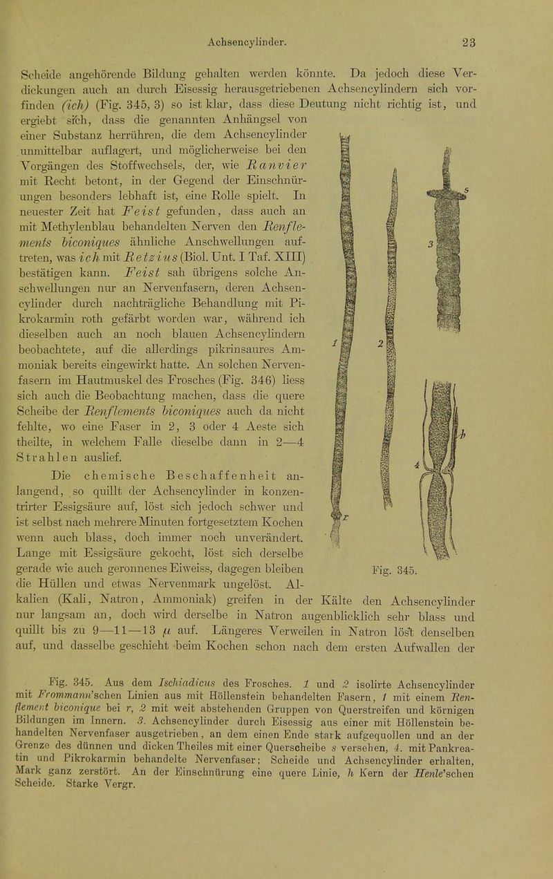 ■ Scheide angelioreiide Bildimg gehalten werden konnte. Da jedoch diese Ver- dickiiiigeii audi an durch Eisessig herausgetriebenen Achsencyliiidern sich vor- fiiideii (ich) (Fig. 345,3) so ist klar, dass diese Deutung nicht richtig ist, und ergiebt sifch, dass die genaniiteii Anbangsel von eiiier Substanz herriihreu, die dem Achsencylinder unniittelbar auflagert, und moglicherweise bei den Vorgiingen des Stoffwechsels, der, wie JRanvier mit Eecbt betont, in der Gegend der Einschniir- ungen besonders lebbaft ist, eine RoUe spielt. In neuester Zeit hat Feist gefunden, dass aucb an niit Methylenblau bebandelten Nerven den Menfle- ments hiconiques abnlicbe Anscbwellungen auf- treten, was ich mit Retzius (Biol. Unt. I Taf. XIII) bestatigen kann. Feist sab ubrigens solcbe An- scbwellungen niu an Nervenfasern, deren Achsen- cylinder durch nachtragliche Behandlung mit Pi- ki-okarmin roth gefiirbt worden war, wahrend ich dieselben auch an noch blauen Achsencylindern beobachtete, auf die allerdings pikrinsaures Am- moniak bereits emgemrkt hatte. An solchen Nerven- fasern im Hautmuskel des Frosches (Fig. 346) liess sich auch die Beobachtung machen, dass die quere Scheibe der Menflenients hiconiqiies auch da nicht fehlte, wo eine Faser in 2, 3 oder 4 Aeste sich theilte, in welchem Falle dieselbe daun in 2—4 Strahlen auslief. Die chemische Beschaffenheit an- langend, so quillt der Achsencylinder in konzen- trirter Essigsaure auf, lost sich jedoch schwer und ist selbst nach mehrere Minuten f ortgesetztem Kochen wenn auch blass, doch iinmer noch unverandert. Lange mit Essigsaure gekocht, lost sich derselbe gerade wie auch geronnenes Eiweiss, dagegen bleiben (he Hiillen und etwas Nervenmark ungelost. Al- kalien (Kah, Nati-on, Ammoniak) greifen in der Kalte den Achsencylinder lun- langsam an, doch wird derselbe in Natron augenblicklich sehr blass und quillt bis zu 9—11—13 (.i auf. Langeres Verweilen in Natron lost denselben auf, und dasselbe geschieht beim Kochen schon nach dem ersten AufwaUen der Fig. 345. Fig. .345. Aus dem Ischindiciis dos Frosches. 1 und 3 isolirte Achsencylinder mit Frommann'schen Linien aus mit Hollenstein behandelten Fasern, 7 mit einem Ben- flemer.t bicom'que bei r, 2 mit weit abstehenden Gruppen von Querstreifen und kornigen Bildungen im Innern. S. Achsencyhnder durch Eisessig aus einer mit HOllenstein be- handelten Nervenfaser ausgetrieben , an dem einen Ende stark aufgequollen und an der Grenze des dunnen und dicken Theiles mit einer Querscheibe s versehen, 4. mitPankrea- tin und Pikrokarmin behandelte Nervenfaser; Scheide und Achsencylinder erhalten, Mark ganz zerstort. An der Einschniirung eine quere Linie, h Kern der Ilenle'schen Scheide. Starke Vergr.