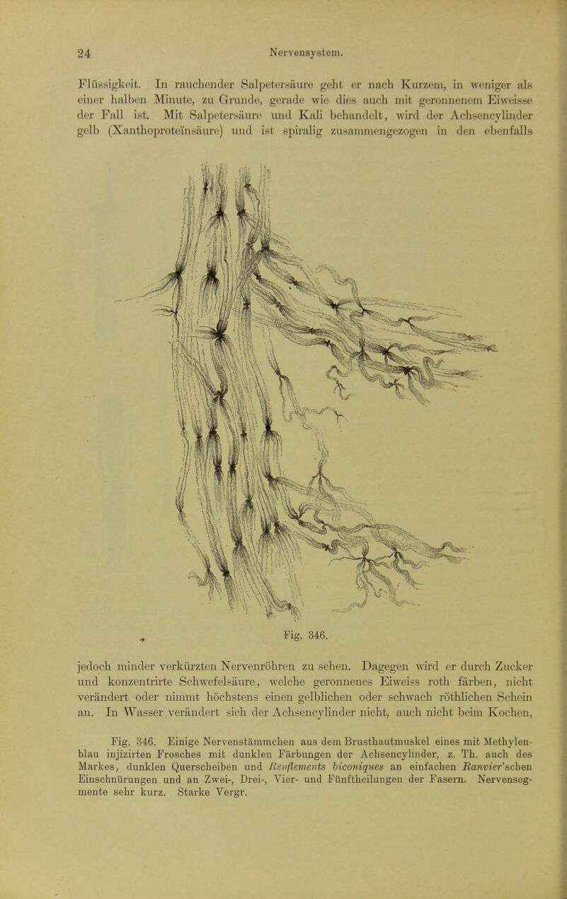 riiissigkeit. In rauchender Salpeterpiiure geht er nach Kurzeni, in wenlger als einor halbon Minute, zii Grande, gerade wie dies auch niit geronnenem Eiweisse der Fall ist. Mit Salpetersilure uud Kali behandelt, wird der Achsencylinder gelb (Xauthoproteinsiiure) und ist spiralig zusammengezogen in den ebenfalls Fig. 346. jedoch muider verkiirzten Nervenrohren zu sehen. Dagegen wird er durch Zucker und konzentrirte Scliwefelsaure, welclie geronnenes Eiweiss roth farben, nicbt verandert oder numnt hochstens einen gelblichen oder schwach rothliclien Scheui an. In Wasser verandert sich der AchsencyKnder nicht, auch nicht beini Kochen, Fig. 346. Einige Nervenstammclieu aus dem Brusthautmuskel eines mit Methylen- blau injizirten Frosches mit dunklen Farbuugen der Achsencylinder, z. Th. auch des Markes, dunklen Querscheiben und Reiiflements hiconiques an einfachen Eatwier'scheu Einschniirungen und an Zwei-, Drei-, Vier- und Fiiuftheilungen der Fasern. Nervenseg- mente sehr kurz. Starke Vergr.