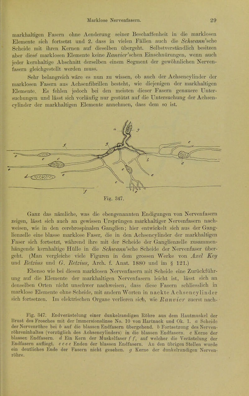 inarkhiiltigen Fasern ohne Aenderung seiner Beschaffeiiheit in die marklosen Eleniente sich fortsetzt und 2. dass in vielen Fallen auch die Schwann'sche Selieide mit ihi-en Kernen auf dieselben iibergelit. Selbstverstandlich besitzen aber diese^ niai-klosen Elemente keine jRanvier'schen Einschnumngen, wenn auch jeder kernhaltige Abschnitt derselben einem Segment der gewohnlichen Nerven- fasern gleicligestellt werden muss. Sehi- belangreich ware es nun zu wissen, ob auch der Achsencylinder der marklosen Fasern aus Achsenfibrillen besteht, wie diejenigen der markhaltigen Elemente. Es fehlen jedoch bei den meisten dieser Fasern genauere Unter- suchungen und lasst sich vorlaufig nur gestiitzt auf die Untersuchving der Achsen- cylinder der markhaltigen Elemente annehmen, dass dem so ist. Fig. 347. Ganz das namliche, was die ebengenannten Endigungen von Nervenfasern zeigen, lasst sich auch an gewissen Urspriingen markhaltiger Nervenfasern nach- weisen, wie in den cerebrospmalen Ganglien; hier entwickelt sich aus der Gang- lienzelle eine blasse marklose Faser, die in den Achsencylinder der markhaltigen Faser sich fortsetzt, wahrend ihre mit der Scheide der Ganglienzelle zusanimen- hangende kernhaltige Hillle in die Schwann'sche Scheide der Nervenfaser iiber- geht. (Man vergleiche viele Figuren in dem grossen Werke von Axel Key und Tietzitis und G. JRetzius, Arch. f. Anat. 1880 und ini § 121.) Ebenso wie bei diesen marklosen Nervenfasern mit Scheide erne Zuriickfiihr- ung auf die Elemente der mai-khaltigen Nervenfasern leicht ist, lasst sich an denselben Orten nicht unschwer nachweisen, dass diese Fasern schliesslich in marklose Elemente ohne Scheide, mit andern Worten in nackte Achsencylinder sich fortsetzen. Im elektrischen Organe verlieren sich, wie Ranvier zuerst nach- Fig. B47. Endverastelung einer dunkelrandigen Rohre aus dem Hautmuskel der Brust des Frosches mit der Immersionslinse No. 10 von Hartnack und Ok. 1. a Scheide der Nervenrohre bei h auf die blassen Endfasern ubergehend. b Fortsetzung des Nerven- rohreninhalfces (vorziiglich des Achsencylinders) in die blassen Endfasern. c Kerne der blassen PJndfasem. d Ein Kern der Muskelfaser f /', auf welcher die Verastelung der Endfasern aufiiegt. e eee Enden der blassen Endfasern. An den iibrigen Stellen wurde ein deutliches Ende der Fasern nicht gesehen. rj Kerne der dunkelrandigen Nerven- rohre.