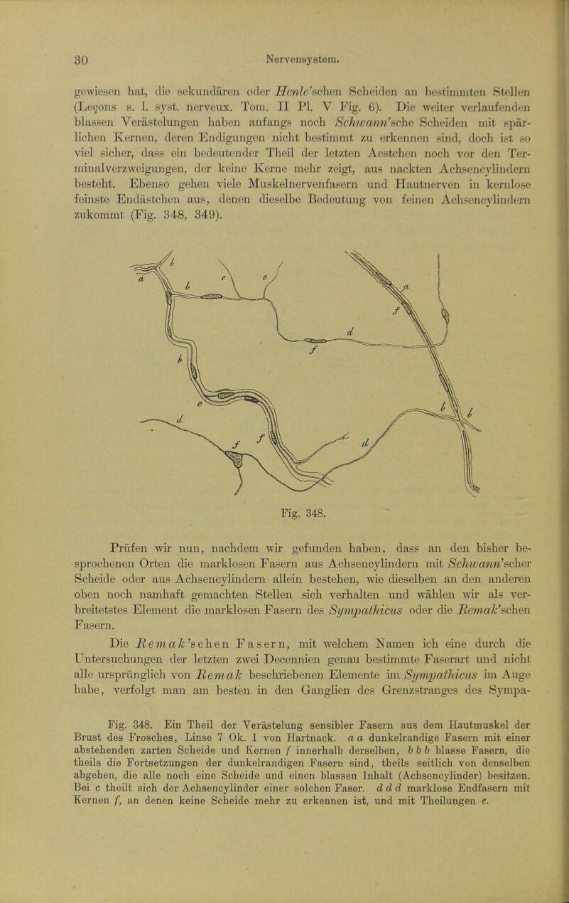 gewiesen hat, clie sekuiidareii oder Henle'schen Scheideii an bestimmten Stellen (Le9ons s. 1. syst. nerveux. Tom. II PI. V Fig. 6). Die weiter verlaufendeii blassen Verastelungen haben aiifangs noch Schwann'sche Scheiden mit spar- lichen Kernen, deren Endigungen nicht bestimmt zu erkennen sind, doch ist so viel aicher, diiss ein bedeutender Theil der letzten Aestchen noch vor den Ter- niinalverzweigungen, der keine Kerne mehr zeigt, aus nackten Achsencylindern besteht. Ebenso gehen viele Muskehiervenfasern und Hautnerven in kernlose feinste Endastchen aus, denen dieselbe Bedeutung von feinen Achsencylhidern zukommt (Fig. 348, 349). Fig. 348. Priifen wir nun, nachdem -wii gefuuden haben, dass an den bisher be- sprochenen Orteu die markloseu Fasern aus Achsencylindern mit Schivann'scher Scheide oder aus Achsencylindern allein bestehen, wie dieselben an den anderen oben noch namhaft gemachten Stellen sich verhalten und wahlen wir als ver- breitetstes Element die marklosen Fasern des Synipathicus oder die RemaJc'schen Fasern. Die RemaJc'schen Fasern, mit welchem Namen ich eine durch die Untersuchuugen der letzten zwei Decennien genau bestimmte Faserart und nicht alle urspriinglich von ReniaJc beschriebenen Elemente un Syinpatliicm im Auge habe, verfolgt man am besten m den Ganglien des Grenzsti-anges des Sympa- Fig. 348. Ein Theil der Verastelung sensibler Fasern aus dem Hautmuskel der Brust des Frosches, Linse 7 Ok. 1 von Hartnack. a a dunkelrandige Fasern mit einer abstehenden zarten Scheide und Kernen f innerhalb derselben, hhh blasse Fasern, die theils die Fortsetzungen der dunkelrandigen Fasern sind, theils seitlich von denselben abgehen, die alle noch eine Scheide und einen blassen Inhalt (Achsencylinder) besitzen. Bel c theilt sich der Achsencylinder einer solchen Faser. ddd marklose Endfasern mit Kernen f, an denen keine Scheide mehr zu erkennen ist, und mit Theilungen e.