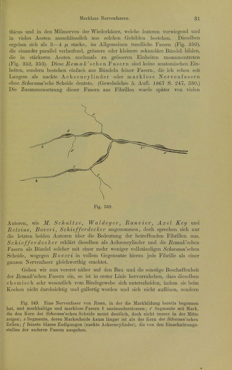 thicus imd iu den Milziierven der Wiederkiiuer, welche lezteren vorwiegend und in vielen Aesteu ausschliesslich 'aus solchen Gebilden bestelien. Dieselben ergeben sich als 3—4 (.i starke, im Allgemeinen rundliche Fasern (Fig. 350), die einandfer parallel verlaufend, grossere oder kleinere sekundare Biindel bilden, die in starkei'en Aesten nochmals zu grosseren Einheiten zusannnenti-eten (Fig. 352, 353). Diese J?em aA;'schen Fasern sind keine anatomischen Ein- beiten, sondern besteben einfach aus Biindeln feiner Fasern, die icb scbon seit Langem als nackte Achsencylinder oder marklose Nervenfasern ohne ^Sc/Mt'aww'scbe Scheide deutete. (Gewebelebre 5. Aufl. 1867 S. 247, 330.) Die Zusammensetzung dieser Fasern aus Fibrillen wurde spater von vielen Autoren, wie M. Schtdtse, Waldeyer, Ranvier, Axel Key und Ret gins, B overt, S chieffer decker angenommen, docb sprecben sicb nur die letzten beiden Autoren tiber die Bedeutung der betreffenden Fibrillen aus. S chief fer decher erklart dieselben als Achsencylinder und die i2emaA;'schen Fasern als Biindel solcher mit einer melir weniger vollstandigen Schwann'schen Scbeide, wogegen JBoveri in vollem Gegensatze bierzu jede Fibrille als einer ganzen Nervenfaser gleicbwerthig eracbtet. Gehen wir nun vorerst naber auf den Bau und die sonstige Bescbaffenbeit der jRewayt'scben Fasern ein, so ist in erster Linie bervorzubeben, dass dieselben c h 6 m i s c h sebr wesentlicb vom Bindegewebe sicb unterscbeiden, indem sie beim Kocben nicht durcbsicbtig und gallertig werden und sich nicht auflosen, sondern Fig. 349. P]ine Nervenfaser von Rana, in der die Markbildung bereits begonnen hat, und markhalfcige und marklose Fasern b aneinanderstossen; n' Segmente mit Mark, die den Kern der ScMvann'schen Scheide meist deutlich, doch nicht immer in der Mitte zeigen; s Segmente, deren Markscheide kaum liinger ist als der Kern der jS^c/iwaHn'schen Zellen; f feinste blasse Endigungen (nackte Achsencylinder), die von den Einachniirungs- stellen der anderen Fasern ausgehen.