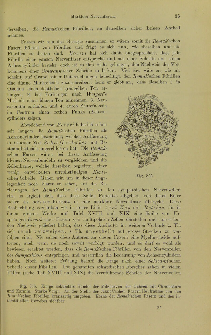 derselben, die ReinaJc'schen Fibrillen, an denselben sicher keinen Antheil nehmen. Fassen wir nuii das Gesagte zusammen, so waren somit die BemaJc'schen Faserii Bundel von Fibrillen und fragt es sich nun, wie dieselben und die Fibrillen zu deuten sind. Boveri hat sich dahin ausgesprochen, dass jede Fibrille einer ganzen Nervenfaser entspreche und aus einer Scheide und einem Achsencylinder bestehe, doch ist es ihm nicht gelungen, den Nachweis des Vor- kommens einer Schivann'schen Scheide zu lief em. Viel eher ware er, wie mir scheint, auf Grand seiner Untersuchvmgen berechtigt, den BemaJc'schen Fibrillen eine diinne Mai-kscheide zuzuschreiben, denn er giebt an, dass dieselben 1. in Osmiuni einen deutlichen graugelben Ton er- langen, 2. bei Farbungen nach Weigerfs Methode einen blauen Ton annehmen, 3. Neu- rokeratin enthalten und 4. durch Saurefuchsin im Centrum einen rothen Punkt (Achsen- cylinder) zeigeu. Abweichend von Boveri habe ich schon seit langem die JRema/c'schen Fibi-illen als Achsencylinder bezeichnet, welcher Auffassung in neuester Zeit SchiefferdecTzer mit Be- stimmtheit sich angeschlossen hat. Die Bemak- schen Faseru waren bei dieser Auffassung kleinen Nervenbiuideln zu vergleichen und die Zellenkerne, welche dieselben begleiten, einer wenig entwickelten unvoUstandigen Henle- schen Scheide. Gehen wir, uin in dieser Ange- legenheit noch klarer zu sehen, auf die Be- ziehungen der Bemah'schen Fibrillen zu den sympathischen Nervenzellen ein, so ergiebt sich, dass diese Zellen Fortsatze abgeben, von denen Einer sicher als nervoser Fortsatz in eine marklose Nervenfaser iibergeht. Diese Beobachtung verdanken wir in erster Linie Axel Key und Betzius, die in ihi'em grossen Werke auf Tafel XVIII und XIX eine Reihe von Ur- spriingen BemalhScher: Fasern von multipolai'en Zellen dai'stellen und ausserdem den Nachweis geliefert haben, dass diese Auslaufer un weiteren Verlaufe z. Th. .sich reich verzweigen, z. Th. ungetheilt auf grosse Strecken zu ver- folgen sind. Nie sahen diese Autoren an diesen Fasern euie Myelinscheide auf- treten, auch wenn sie noch soweit verfolgt wurden, und so dai'f es wohl als bewiesen erachtet werden, dass die jRema/c'schen Fibrillen von den Nervenzellen des Sympathicus entspringen und wesentlich die Bedeutuug von Achsencylindern haben. Noch weiterer Prixfung bedarf die Frage nach einer Schivann'schen Scheide dieser Fibrillen. Die genannten schwedischen Forscher sahen in vielen Fallen (siehe Taf. XVIII und XIX) die kernfiihrende Scheide der NervenzeUen Fig. 355. Einige sekundare Bundel der Milznerven des Ochsen mit Chromsaure und Karmin. Starke Vergr. An der Stelle der /?ema/i;'schen Fasern Holilraume von den Eemak'schen Fibrillen kranzartig umgeben. Kerne der Remak'schen Fasern und des in- terstitiellen Gewebes sichtbar. 3*