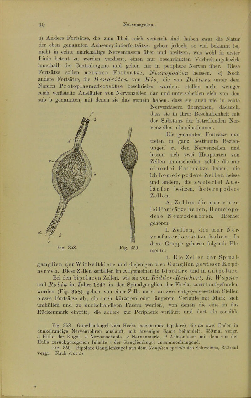 b) Andere Portsatze, die zum Theil reich veriistelt sind, habeii zwar die Natur der eben geiiannten Achsencylinderfortsatze, gehen jedoch, so viel bekannt ist, nicht in echte markhaltige Nervenfasern iiber und besitzen, was wohl in erster Linie betojit zu werden verdient, einen nur beschriinkten Verbreitungsbezifk innerhalb der Centi-alorgane und gehen nie in periphere Nerven iiber. Diese Fortsatze sollen nervose Fortsatze, Neuropodien heissen. c) Noch andere Fortsatze, die D endriten von His, die von Deiters unter dem Namen Protoplasmafortsatze beschrieben wurden, stellen mehr weniger reich veriistelte Auslaufer von Nervenzellen dar und unterscheiden sich von den sub b genannten, mit denen sie das gemein haben, dass sie auch nie in echte Nervenfasern iibergehen, dadurch, / dass sie in ihi'er Be.schaffenheit mit der Substanz der betreffenden Ner- venzellen iibereinstimmen. Die genannten Fortsatze nun treten in ganz bestimmte Bezieh- ungen zu den Nervenzellen und lassen sich zwei Hauj)tarten von Zellen unterscheiden, solche die nur einerlei Fortsatze haben, die ich homoiopodere Zellen heisse und andere, die zweierlei Aus- laufer besitzen, heteropodere Zellen. A. Zellen die nur einer- lei Fortsatze haben, Homoiopo- dere Neurodendren. Hierher gehoren: I. Zellen, die nur Ner- venfaserfortsatze haben. In diese Gruppe gehoren folgende Ele- meute: 1. i)ie Zellen der Spinal- ganglien der Wirbelthiere und diejenigen der Ganglien gewisser Kopf- nerVen. Diese Zellen zerfalien un Allgemeinen in bipolare und in unipolare. Bei den bipolaren Zellen, vne sie Yon Sidder-Reichert, R. Wagner und Robin im Jahre 1847 in den Spinalganglien der Fische zuerst aufgefunden wurden (Fig. 358), gehen von einer Zelle meist an zwei entgegengesetzten Stellen blasse Fortsatze ab, die nach kiirzerem oder langerem Verlaufe mit INIark sich umhiillen und zu dunkelrandigen Fasern werden, von denen tlie eine in das Eiickenmark eiutritt, die andere zur Peripherie verliiuft und dort als sensible Fig. 358. Fig. 359. Fig. 358. Ganglienkugel vora Hecht (sogenannte bipolare), die an zwei Enden in dunkelrandige Nervenrohren auslauft, mit arseniger Saure behandelt, o50mal vergr. a Hiille der Kugel, b Nervenscheide, c Nervenmark, d Aclisenfaser mit dem von der Hiille zuriickgezogenen Inhalte e der Ganglienkugel zusammenhangend. Fig. 359. Bipolare Ganglienkugel aus dem Grany/Zjon spjVa/e des Schweines, 350nial vergr. Nach Corti.