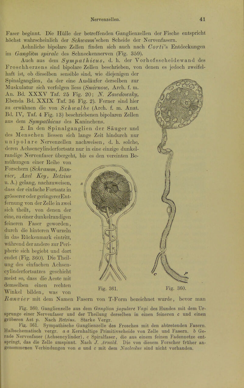 Faser beginnt. Die Hiille der betreffenden Ganglienzelleii der Fiscbe entspricht hoclist wahrscheinlich der ScJuvann'schen Scheide der Nervenfasern, Aebiiliche bipolm*e Zelleii finden sich auch nach Corti's Entdeckungen iiu Ganglibn spirale des Scbneckennerven (Fig. 359). Auch aus dem Sympathicus, d. h. der Vorhofsscheidewand des Froschherzens sind bipolare Zellen beschrieben, von denen es jedoch zweifel- liaft ist, ob dieselbeii sensible sind, wie diejenigen der Spinalganglien, da der eine Auslaufer derselben zur Muskulatiir sich verfolgen liess (Smirnoiv, Ai'ch. f. m. An. Bd. XXXV Taf. 25 Fig. 20; N. Zaivdotvshy, Ebenda Bd. XXIX Taf. 36 Fig. 2). Ferner sind bier zu erwabnen die von Schtvalhe (Arch. f. m. Auat. Bd. IV, Taf. 4 Fig. 13) beschi-iebenen bipolaren Zellen aus dem SynvpatJiicus des Kaninchens. 2. In den Spinalganglien der Sauger und des Menschen liessen sich lange Zeit hindurch nur u n i p 01 a r e Nervenzellen nachweisen, d. h. solche, deren Achsencylinderfortsatz nur in eine einzige dunkel- randige Nervenfaser iibergeht, bis es den vereinten Be- miihungen einer Eeihe von Forschern {Schramm, Man- tier, Axel Key, Betdus u. A.) gelang, nachzuweisen, dass der einfacheFortsatz in grosserer oder geringererEnt- fernung von der Zelle in zwei sich theilt, von denen der euie, zu einer dunkelrandigen feineren Faser geworden, durch die hinteren Wurzeln in das Riickenmark eintritt, wahrend der andere zur Peri- pherie sich begiebt und dort endet (Fig. 360). Die Theil- ung des einfachen Achsen- cylinderfortsatzes geschieht meist so, dass die Aeste mit demselben einen rechten Winkel bilden, was von JRanvier mit dem Namen Fasern von T-Form bezeichnet wurde, bevor man Fig. 861. Yis. 360. Fig. 860. Ganglienzelle aus dem OangUon jucjulare Vagi des Hundes mit dem Ur- sprunge einer Nervenfaser und der Theilung derselben in einen feineren c und einen groberen Ast p. Nach Jietzius. Starke Vergr. Fig. 361. Sympathische Ganglienzelle des Frosches mit den abtretenden Fasern. Halbschematisch vergr. a a Kernhaltige Primitivscheide von Zelle und Fasern. b Ge- rade Nervenfaser (Achsencylinder), c Spiralfaser, die aus einem feinen Fadennetze ent- springt, das die Zelle umspinnt. Nach ,/. Arnold. Die von diesem Forscher friiher an- genommcnen Verbindungen von a und c mit dem Nucleolus sind nicht vorhanden.