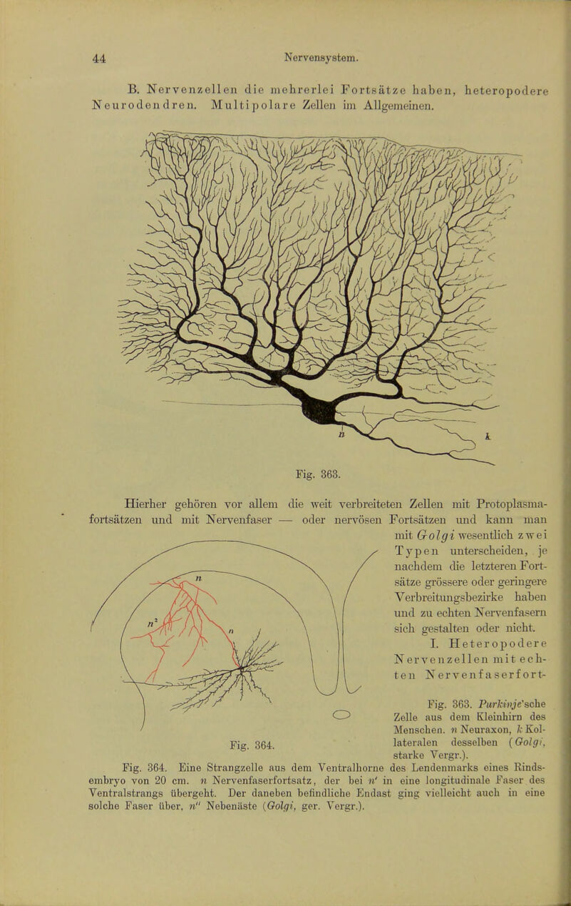 B. Nervenzellen die mehrerlei Fortsatze habeu, heteropodere Neurodendren. Multipolare Zellen ini Allgemeinen. Fig. 363. Hierher gehoreu vor allem die weit verbreiteten Zellen niit Protoplasma- fortsatzen und mit Nervenfaser — oder nervosen Fortsatzen und karm man mit Golgi wesentlicli zvrei T y p e n unterscheiden, je nachdem die letztereu Fort- satze grossere oder geiiugere Verbreitungsbezirke haben und zu echten Nei-venfasern sich gestalten oder nicht. I. Heteropodere Nervenzellen mit ech- ten Nervenf aserf ort- Fig. 363. Purkivje'sche Zelle aus dem Kleinhirn des Menschen. n Neuraxon, 1; Kol- Fig. 364. lateralen desselben {OoJgi. starke Vergr.). Fig. 364. Eine Strangzolle aus dem Ventralhorue des Lendenmarks eines Rinds- embryo von 20 cm. n Nervenfaserfortsatz, der bei n' in eine longitudinals Faser des Ventralstrangs ubergeht. Der daneben beiiudliche Endast ging vielleicht audi in eine seiche Faser iiber, n Nebeniiste {Oolgi, ger. Vergr.).