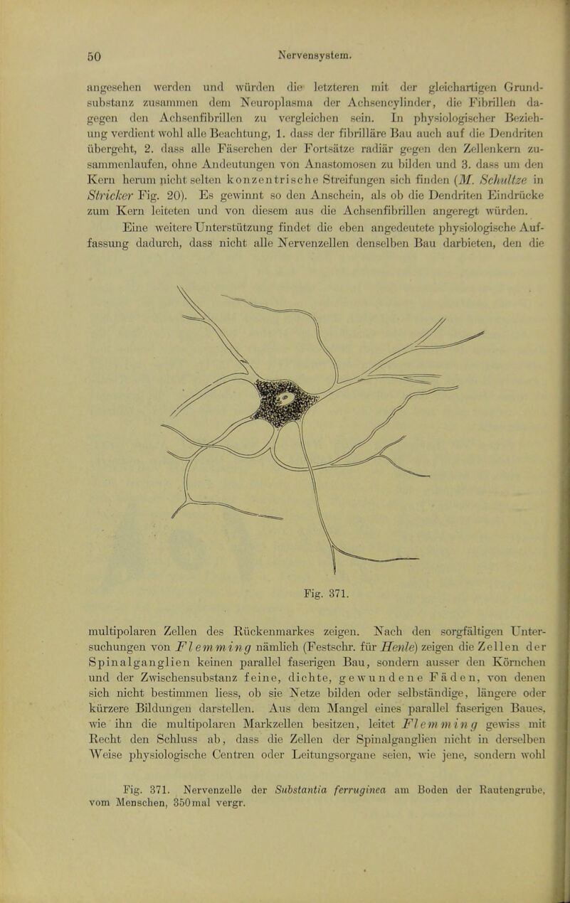 angesehen werdcn und wiirden die letzteren mit der gleichartigen Grund- substanz zusaminen deni Neuroi^lasnia der Achsencylinder, die Fibrillen da- gegen den Achsonfibrillc^ii zu vergleicheii seiii. In physiologischftr Bezieh- ung verdiont wolil alio Beachtung, 1. dass der fibrillare Bau auch auf die Dendriten iibergeht, 2. dass alle Fiiserchen der Fortsatze radiar gegen den Zellenkern zu- sammenlaufen, ohne Andeutungen von Anastomosen zu bilden und 3. dass uin den Kern herum nicht selten konzentrische Streifungen sich finden (M. SchuUze in Strieker Fig. 20). Es gewinnt so den Ajischein, als ob die Dendriten Eindriicke zum Kern leiteten und von diesem aus die Achsenfibrillen angeregt wiirden. Eine weitere Unterstiitzung findet die eben angedeutete physiologische Auf- fassung dadurch, dass nicht alle Nervenzellen denselben Bau darbieten, den die Fig. 371. multipolaren Zellen des Riickenmarkes zeigen. Nach den sorgfaltigen Unter- sucbimgen von Flemming namlieh (Festschr. fiir Henle) zeigen die Zellen der Spinalganglien keinen parallel faserigen Bau, sondern ausser den Kornchen und der Zwischensubstanz feine, dichte, gewundene Faden, von deneu sich nicht bestimmen liess, ob sie Netze bilden oder selbstandige, langere oder kiirzere Bildungen darstellen. Aus dem Mangel eines parallel faserigen Baues, wie ihn die multipolaren Markzellen besitzen, leitet Flem min g gewiss mit Recht den Schluss ab, dass die Zellen der Spinalganglien Jiieht in derselben Weise physiologische Centren oder Leitungsorgane seien, Avie jene, sondern wohl Fig. 371. Nervenzelle der Substantia fcrntginca am Boden der Rautengrube, vom Menschen, 350 mal vergr.