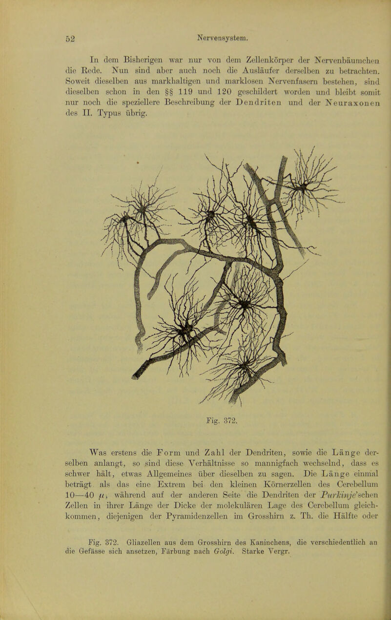 In dem Bisherigeii war nur von dem Zellenkorper der Nervenbaunichcn die Rede. Nun sind abcr auch noch die Auslaufer derselben zu betrachten. So welt dieselben aus markhaltigen iind marklosen Nervenfasern bestehen, sind dieselben schou in den §§ 119 und 120 geschildert worden und bleibt somit nur noch die speziellere Beschreibung der Dendriten und der Neuraxonen des II. Typus iibrig. Fig. 372. Was erstens die Form und Zahl der Dendriten, sowie die Lange der- selben anlangt, so sind diese Verhaltnisse so mannigfach ■wecbselnd, dass es scbwer halt, etwas Allgemeines iiber dieselben zu sagen. Die Lange eiinnal betragt als das eine Extrem bei den kleinen Kornerzellen des Cerebellum 10—40 jt<, wahrend auf der anderen Seite die Dendriten der PurJcinje'schcn Zellen in ihrer Lange der Dicke der molekularen Lage des Cerebellum gleich- kommen, diejenigen der Pyramidenzellen im Grosshirn z. Th. die Halfte oder Fig. 372. Gliazellen aus dem Grosshirn des Kanincbens, die verschiedenthch an die Gefasse sich ansetzen, Fiirbung nach Golgi. Starke Vergr.