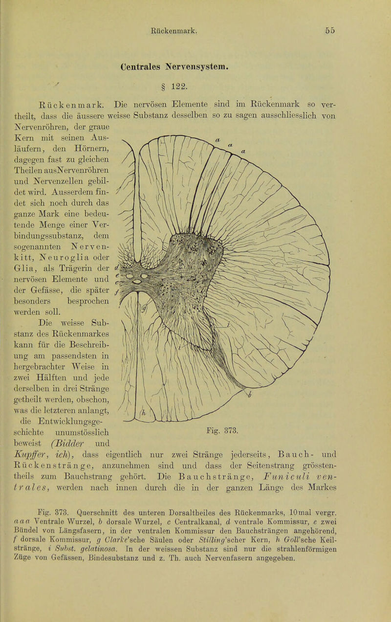 Centrales Nervensystem. § 122. Ruckenmark. Die nervosen Elemente sind im Ruckenmark so ver- tlieilt, (lass die iiussere weisse Substanz desselben so zu sagen ausschliesslich von Nervenrohren, der graue Kem mit seinen Aus- liiuf ern, den Hornern, dagegen fast zu gleichen Theilen ausNervenrohren und Nervenzellen gebil- det wird. Ausserdem fin- det sich noch dm'ch das ganze Mark eine bedeu- tende Menge einer Ver- bindungssubstanz, dem pogenannten N e r v e n- kitt, Neuroglia oder Glia, als Tragei-in der nervosen Elemente und der Gefasse, die spater besonders besprochen werden soil. Die weisse Sub- stanz des Rilckenmarkes kann fiii- die Beschreib- ung am passendsten in hergebrachter VVeise in zwei Hiilften und jede derselben in drei Sti-ange getheilt werden, obscbon, was die letzteren anlangt, die Eiitwicklungsge- schichte unumstosslich beweist (Bidder und Kupffer, ich), dass eigentlich nur zwei Strange jederseits, Bauch- und Riic ken strange, anzunebmen sind und dass der Seitensti-ang grossten- theils zum Bauchstrang gehort. Die Bauchstrange, Funiculi ven- tral es, werden nach innen dm-ch die in der ganzen Lange des Mai'kes Fig. 373. Querschnitt des unteren Dorsaltheiles des Riickenmarks, lOmal vergr. naa Ventrale Wurzel, b dorsale Wurzel, c Centralkanal, d ventrale Kommissur, e zwei Bundel von Liingsfasern, in der ventralen Kommissur den Bauchstrangen angehorend, /' dorsale Kommissur, g Clar]<e'sche Siiulen oder Stilling'scher Kern, h Goll'sche Keil- strange, i Suhst. gelatinosa. In der weissen Substanz sind nur die strahlenformigen Zuge von Gefassen, Bindesubstanz und z. Th. auch Nervenfasern angegeben.