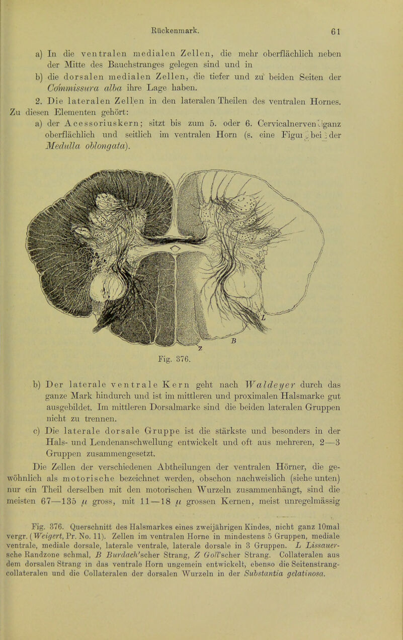 a) In die ventralen medial en Zellen, die mehr oberflachlich neben der Mitte des Bauclistranges gelegen sind und in b) die dorsalen medialen Zellen, die tiefer und zu' beiden Seiten der Cohimissura alba ihi-e Lage haben. 2. Die lateralen Zellen in den lateralen Theilen des ventralen Homes. Zu diesen Elementen gehort: a) der Acessoriuskern; sitzt bis zum 5. oder 6. Cemcalnerven oganz oberflachlich und seitlich im ventralen Horn (s. eine Figui ^ bei ] der MedulJa oblongata). Fig. 376. b) Der laterale ventrale Kern gebt nacb Walde^e7' durch das ganze Mark bindurch und ist im mittleren und proximalen Halsmai'ke gut ausgebildet. Im mittleren Dorsalmarke sind die beiden lateralen Gruppen nicbt zu trennen. c) Die laterale dor sale Gruppe ist die starkste und besonders in der Hals- und Lendenanscbwellung entwickelt und oft aus mebreren, 2—3 Gruppen zusammengesetzt. Die Zellen der verschiedenen Abtheilungen der ventralen Horner, die ge- wohnlich als motorische bezeichnet werden, obschon uachweislich (siebe unten) nur ein Theil derselben mit den motoriscben Wurzeln zusammenbangt, sind die meisten 67—135 /ii gross, mit 11 —18 ft grossen Kernen, meist unregelmassig Fig. 376. Querschnitt des Halsmarkes eines zweijiihrigen Kindes, nicht ganz lOmal vergr. {Weigert, Pr. No. 11). Zellen im ventralen Horne in mindestens 5 Gruppen, raediale ventrale, mediale dorsale, laterale ventrale, laterale dorsale in 3 Gruppen. L Lissauer- sche Randzone schmal, B Burdach'scher Strang, Z GolVscher Strang. Collateralen aus dem dorsalen Strang in das ventrale Horn ungemein entwickelt, ebenso die Soitenstrang- collateralen und die Collateralen der dorsalen Wurzeln in der Substantia gelatinosa.