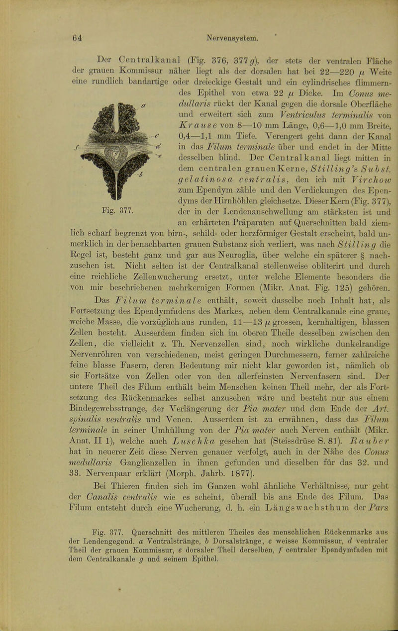 Der Centralkanal (Fig. 376, 311 g), der stets der ventralen Flache der grauon Koiiiniis^ur iiiiher liegt als der dorsalen hat bei 22—220 /ii Weite eiue nuidlich baiidnrtige oder dreieckige GesttUt und ein cylindrisches flimmern- des Epithel von etwa 22 /< Dicke. Im Conus me- ^ itei ^ r/wZ^ans riickt der Kanal gegen die dorsale Oberflache wBt ^ind erweitert sich zum Ventriculus terminalis von ^■H jHp Krause von 8—10 mm Lange, 0,6—1,0 mm Breite, 0,4—1,1 mm Tiefe. Verengert geht dann der Kanal ' ■ ~ in das Filum terminale uher und endet in der Mitte desselben blind. Der Centralkanal liegt mitten in dem centralen grauenKerne, Stilling's Suhsf. gelatinosa centralis, den ich mit Virchow zinn Ependym zahle und den Verdickungen des Epen- dyms der Hirnhoblen gleicbsetze. Dieser Kern (Fig. 377), rig. 377. der in der Lendenanscbwellung am starksten ist und an erbarteten Prapai-aten auf Querschnitten bald ziem- licb scbarf begrenzt von birn-, schild- oder berzformiger Gestalt er.scbeint, bald un- merklicb in der benacbbarten grauen Substanz sich verliert, was nach. S til ling die Regel ist, besteht ganz und gar aus NeurogHa, iiber welche ein spaterer § nach- zusehen ist. Nicht selten ist der Centralkanal stellenweise obliterirt und durch eine reichliche Zellenwucherung ersetzt, unter welche Elemente besonders die von mir beschriebenen mehrkernigen Formen (Mikr. Anat. Fig. 125) gehoren. Das Filum terminale enthalt, soweit dasselbe noch Inhalt hat, als Fortsetzung des Ependymfadens des Markes, neben dem Centralkanale eine graue, weiche Masse, die vorziigHch aus runden, 11—13 |t< grossen, kernhaltigen, blassen Zellen besteht. Ausserdem finden sich im oberen Theile desselben zwischen den Zellen, die vielleicht z. Th. Nervenzellen sind, noch -wirkliche dunkelranchge Nervenrohren von verschiedenen, meist geriugen Durchmessem, ferner zahlreiche feine blasse Fasern, deren Bedeutung mir nicht klar geworden ist, namlich ob sie Fortsatze von Zellen oder von den allerfeinsten Nervenfasern sind. Der untere Theil des Filum enthalt beim Menschen keinen Theil mehr, der als Fort- setzung des Ruckenmai-kes selbst anzusehen wiire und besteht nur aus einem Bindegewebsstrange, der Verlangeriuig der Pia mater und dem Ende der Art. spinalis ventralis und Venen. Ausserdem ist zu erwahnen, dass das Filum terminale in seiner Umhiillung von der Fia mater auch Nerven enthalt (Mikr. Anat. II 1), welche auch LuschJca gesehen hat (Steissdriise S. 81). Fan her hat in ueuerer Zeit diese Nerven genauer verfolgt, auch in der Nahe des Conus medullaris Ganglienzellen in ihnen gefunden imd dieselben fiir das 32. und 33. Nervenpaar erklart (Moi-ph. Jahrb. 1877). Bei Thieren finden sich im Ganzen wohl ahnliche Verhaltnisse, nur geht der Canalis centralis wie es scheint, iiberall bis ans Ende des Filum. Das Filum entsteht durch eine Wucherung, d. h. ein Langswachsthum der Pars Fig. 377. Querschnitt des mittlereii Theiles des menschlichen Ruckenniarks aus der Lendengegend. a Ventralstriinge, b Dorsalstriinge, c weisse Komniissur. (/ ventraler Thai] der grauen Kommissur, e dorsaler Theil derselben, /' centraler Ependymfaden mit dem Centralkanale g und seinem Epithel.