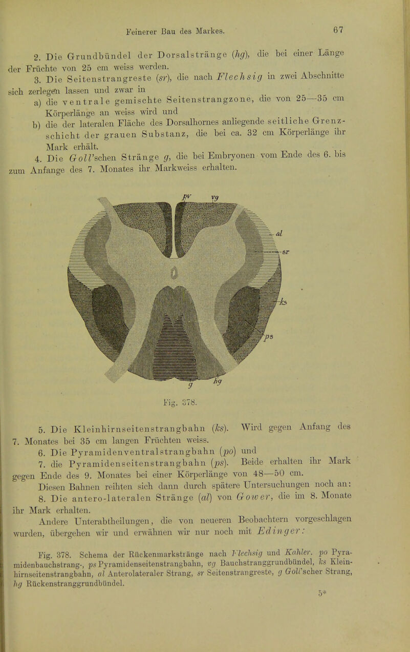 2. Die Grundbiindel der Dorsalstriinge (lig), die bei einer Langs der Frilchte von 25 cm weiss werden. 3. Die Seitenstrangreste (sr), die na.ch Flechsig in zwei Abschnitte sich zerlegrti lassen und zwai' in a) die ventrale gemischte Seitenstrangzone, die von 25—35 cm Korperlange an weiss wird und b) die der lateraleu Flache des Dorsalhornes anliegende seitlicbe Grenz- schicht der grauen Substanz, die bei ca. 32 cm Korperlange ihr Mark erhalt. 4. Die GoU'schen Strange g, die bei Embryonen vom Ende des 6. bis zum Anfange des 7. Monates ihr Markweiss erhalten. Fig. 378. 5. Die Kleinhirnseitenstrangbahn (Ics). Wii'd gegen Aufang des 7. Monates bei 35 cm langen Friichten weiss. 6. Die Pyramidenventralstrangbahn [po) und 7. die Pyramidenseitenstrangbahn (ps). Beide erhalten ihr Mark gegen Ende des 9. Monates bei einer Korperlange von 48—50 cm. Diesen Bahnen reihten sich dann durch spiltere Untersuchungen noch an: 8. Die antero-lateralen Strange (a/) von Gower, die im 8. Monate ihr Mark erhalten. Andere Unterabtheilungen, die von neueren Beobachtern vorgeschlagen wurden, ubergehen wir und erwahnen avu- nur noch mit Edinger: Fig. 378. Schema der Ruckenmarkstrange nach Vkchsifj und Kahler. Pyra- midenbauchstrang-, p,s Pyramidenseitenstrangbahn, V(i Bauchstranggrundbundel, ks Klein- hirnseitenstrangbahn, al Anterolateraler Strang, sr Seitenstrangreste, (j GoZ/'scher Strang, hg Riickenstranggrundljimdel. 5*