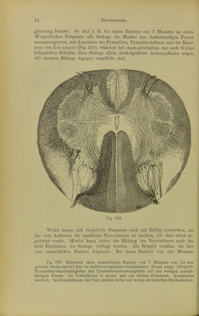 gleit'liung beniitzt. So sind z. B. bei einem Einbiyo von 7 Monaten an eincm Weigert'schen Priipanite alle Striinge des Markes aus dunkelrandigeii Fasern zusaiiiiiK'iigcBotzt, mit Ausnahiiic dor Pyramideii, Pyramidenbahnen und der Rand- zone \on Lissauer (Fig.'dT3), wahrend bei einem gleichalten, nur nach Golgi behandelteii Schnitte diese Striinge allein dunkelgefiirbte Achsencylinder zeigen, alle anderen Strange dagegen ungefarbt smd. Fig. 379. Welter lasseu sicb Golgi'sche Praj)arate aucb mit Erfolg verwertlien, unr das erste Aufti-eten der marklosen Nervenfasern zu studtren, wie oben schon an- gedeutet wurde. Hierbei kanu neben der Bildung der Nervenfasern auchi das erste Erscheinen der Strange verfolgt werden. Als Beisjjiel erwahne ich hier vom menschlichen Embryo folgendes. Bei einem Embryo von vier Monaten Fig. 379. Halsmark eines menschlichen Embryo von 7 Monaten von 5,0 mm griisster Breite und 4,7 mm im niitfcleren sagittalen Durchmesser, 22mal vergr. (Weif/ert). Pyramidenventralstrangbahn und Pyramidenseitenstrangbahn mit nur wenigen myelin- haltigen Fasern. Im Ventralhorne 2 grosso und ein kleines Zollennest. Accessorius deutlich. Im Dorsalstrange der Fasc. gracilis lieller mit wenig entwickelten Markscheiden.