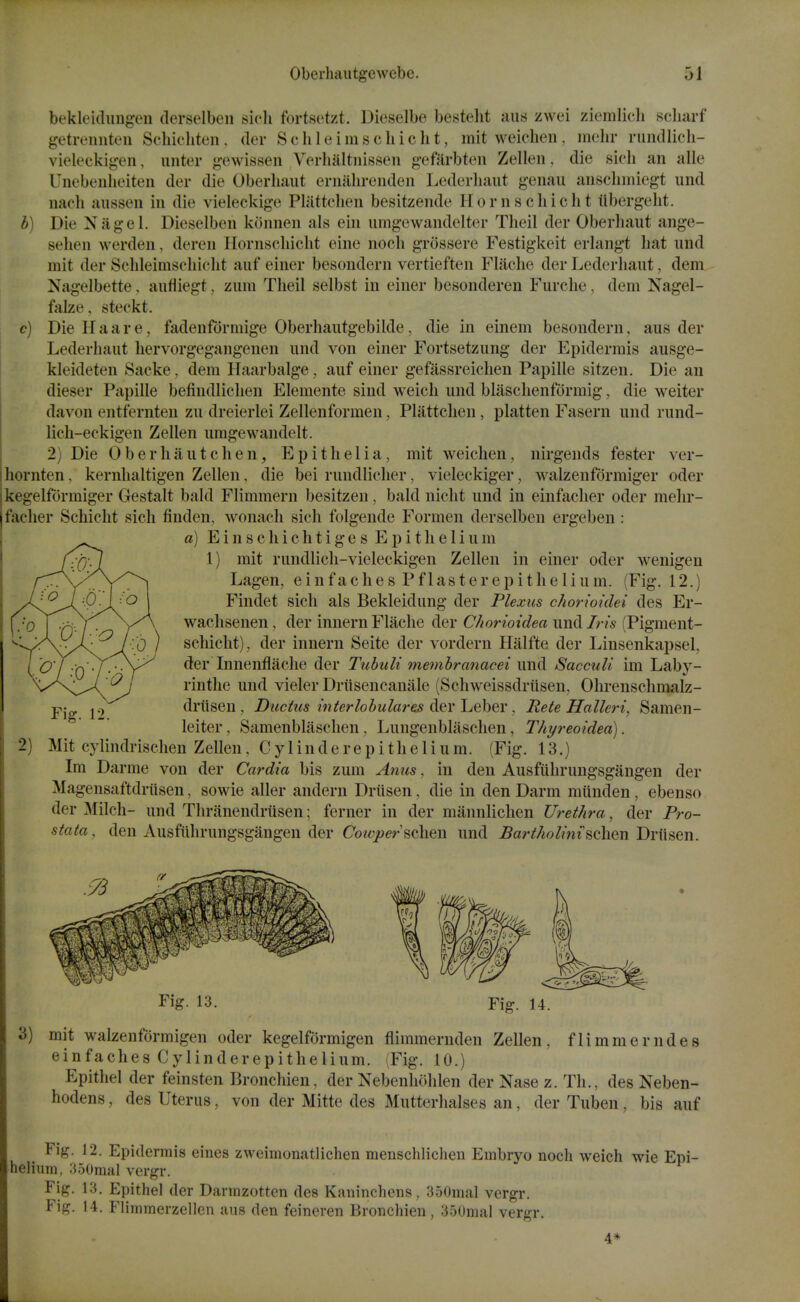 bekleidungen (lerselben sicli fortsctzt Dieselbe bestelit aiis zwei ziemlicli scliarf getreniiten Sdiichten, der Schleims chic lit, mit weiclien, melir rundlicli- vielecki^en, iinter gewissen VorhaltnisBcn gefarbten Zellen, die sicli an alle Unebenlieiten der die Oberliaiit eriialirenden Lederliaiit genaii ansclimiegt und nach aussen in die vieleckige Plattclien besitzende Horns chic lit iibergeht. b) Die Niigel. Dieselben konnen als ein umgewandelter Theil der Oberhaut ange- sehen werden, deren Ilornscliicht eine noch grossere Festigkeit erlangt hat und mit der Schleimsehicht auf einer besondern vertieften Flaclie der Lederhaiit, dem Nagelbette, aufiiegt, ziim Theil selbst in einer besonderen Furclie, dem Nagel- falze, steekt. c) Die H a a r e, fadenformige Oberhautgebilde, die in einem besondern, aus der Lederhaut hervorgegangenen und von einer Fortsetzung der Epidermis ausge- kleideten Sacke, dem Haarbalge, auf einer gefassreiclien Papille sitzen. Die an dieser Papille befindlichen Elemente sind weich und blaschenformig, die weiter davon entfernten zu dreierlei Zellenformen, Plattclien, platten Fasern und rund- lich-eckigen Zellen umgewandelt. 2) Die Oberhiiutchen, Epithelia, mit weichen, nirgends fester ver- hornten, kernlialtigen Zellen, die bei rundlicher, vieleckiger, walzenformiger oder 1 kegelfdrmiger Gestalt bald Flimmern besitzeu, baldnicht und in einfacher oder mehr- jfaeher Schicht sich finden, wonacli sich folgende Formen derselben ergeben: a) E i n s c h i c h t i g e s Epithelium 1) mit rundlicli-vieleckigen Zellen in einer oder wenigen Lagen, e i n f a c h e s P f 1 a s t e r e p i t li e 1 i u m. (Fig. 12.) Findet sich als Bekleidung der Plexus choi^ioi'dei des Er- wachsenen, der innern Flache der Chorioidea und Iris (Pigment- schicht), der innern Seite der vordern Halfte der Linsenkapsel, der Innenflache der Tubuli me^nbranacei und Sacculi im Laby- rinthe und vieler Drtisencanale (Schweissdriisen, Ohrenschmalz- drtisen , Ductus inter lobular es der Leber, Rete Halleri, Samen- leiter, Samenblaschen, Lungenblaschen, Thyreoidea). 2) Mit cylindrischen Zellen, C y 1 in de re p i the 1 i u m. (Fig. 13.) Im Darme von der Cardia bis zum Anus, in den Ausfiihrungsgaugen der Magensaftdriisen, sowie aller andern Driisen, die in den Darm mtinden, ebenso der Milch- und Thranendrtisen; ferner in der mannliclien Urethra, der Pro- stata, den Ausfiihrungsgangen der Cotvpersclmi und Bart/iolinischen BYii^en. Fig. 13. Fig. 14. 3) mit walzenformigen oder kegelfdrmigen flimmernden Zellen, flimmerndes einfaches Cylinderepithelium. (Fig. 10.) Epithel der feinsten Bronchien, der Nebenliohlen der Nase z. Th., des Neben- hodens, des Uterus, von der Mitte des Mutterhalses an, der Tuben, bis auf Fig. 12. Epidermis eines zweimonatlichen menschlicheu Embryo noch weich wie Epi- helium, 350mal vergr. Fig. 13. Epithel der Dannzotten des Kaninchens, 350mal vergr. Fig. 14. Flimmerzellen aus den feineren Bronchien, 350mal vergr. 4*