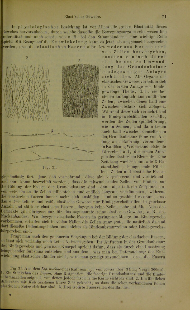 111 pliysiologisclier Bezielmng ist vor Allein die grosse Elasticitat dieses jowebes hervorzulieben , durch welclie dasselbe die Bewegiingsorgane sebr wesentlich iiiters?tutzt mid aiich soust, wie z. 13. bei den Stimmbaiidern, eine wicbtige RoIIe ^pielt. Mit Beziig auf die Entwickeliing kann es jetzt als aiisgemacht angesehen verden, dass die el astiscben Fasern aller Art weder aus Kernen noch a us Zellen hervorgeben, sondern einfacb diircb eine besondere Umwand- 1 u n g d e r G r u n d s ii b s t a n z bindegewebiger Anlagen sicb bilden. Alle Organe des elastiscben Gewebes verbalten sicb in der ersten Anlage wie binde- gewebige Tbeile, d. h. sie be- stelien anftinglich aus rundlicben Zellen , zwisclien denen bald eine Zwiscbensubstanz sicb ablagert. Wahrend diese sicb vermebrt imd in Bindegewebsfibrillen zerfallt, werden die Zellen spindelformig, wie in Sehnen, und dann treten aucb bald zwischen denselben in dei; Grundsubstanz feine von An- fang an netzformig verbiindene, in Kalilosung Widerstand leistende Fasercben auf, die ersten Anla- gen der elastiscben Elemente. Eine Zeit lang wacbsen nun alle 3 Be- standtbeile, leimgebende Fibril- len, Zellen und elastische Fasern leicbmilssig fort, jene sicb vermebrend, diese sicb vergrossernd und verdickend, md kann kaum bezweifelt werden, dass die mitwuchernden Zellen von Einfluss auf ie Bildung der Fasern der Grundsubstanz sind , dann aber tritt ein Zeitpunct ein, von welchem an die Zellen stille steben und endlicli langsam verkiimmern, wabrend ie elastiscben Fasern immer mebr sicb ausbilden, und so gcscliielit es dann, dass las entwickeltere und reife elastische Gewebe nur Bindegewebsfibrillen in gewisser Anzalil und starkere elastische Fasern, dagegen keine Zellen mebr entbalt. Alles das Jcmerkte gilt iibrigens nur fiir das sogenannte reine elastische Gewebe, z. B. des Xackenbandes. Wo dagegen elastische Fasern in geringerer Menge ira Bindegewebe ►rkommen, erbalten sicb in vielen Fallen die Zellen ganz gut, die nattirlich da und lort dieselbe Bedcutung haben und nichts als Bindesubstanzzellen oder Bindegewebs- korperchen sind. Fragt man nach den genaueren Vorgangen bei der Bildung der elastiscben Fasern, HO lasst sicb vorlaiifig noch keine Antwort geben. Ilir Auftreten in der Grundsubstanz ties Bindegewebes und gewisser Knorpel spricht daftir, dass sie durch eine Umsetzung [•'imgebender Substanz entstehen und aus dem , was man bei Untersuchung der Ent- wickeliing elastischer Bander siebt, wird man geneigt anzunehmen , dass die Fasern Fig. 31. ^ Fig. 31. Aus dcm Lig. n?^c7iaeeinesKalbscmbiyo von etwas iibcr 13 Cm.; Vevgr. 300mal. 1. Ein .Stiickchcn des Lu/am. olmc Rcagcntien, die fascrige Grundsubstanz und die Binde- substanzzellen zeigend, von dcncn jedoch fast nur die Kerne sichtbar sind. 2. Ein iihnliches .Stiickchen mit Kali causticuvi kurze Zeit gekoclit, so dass die scbon vorhandenen feiuen elastiscben Netzo sichtbar sind. 3. Drei isolirte Faserzellen des Baudes.