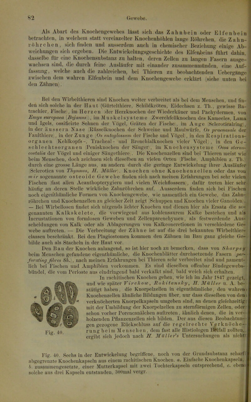 Als Abart des Knochengewebos lasst sich das Zahnbein oder El fen be in betracliten, in welcliem statt vereinzelter Knoclienliohlen lange Rolirchen, die Zalin- rolirchen, sich linden iind aiisserdem audi in eliemisdier Bezielnmg einige Ab- weichungen sich ergeben. Die Entwickehmgsgeschichte des Elfenbeins fuhrt dahin. dasselbe lilr eine Knochensubstanz zii lialten, deren Zellen zii kngen Fasern ausge- wachsen sind, die durch feine Auslaiifer mit einander zusammenmiinden, eine Auf- fassung, welche auch die zalih-eiclien, bei Tliieren zu beobaclitenden Uebergange zwischeu dem waliren Elfenbein und dem Knochengewebe erklart (siehe unten bei den Zahnen). Bei den Wirbelthieren sind Knochen weiter vcrbreitet als bei dem Mensehen, und fiu- den sich solche in der Haut (Giivteltliiere, Schildkroten, Eideclisen z. Th., gewisse Ba- trachier, Fische), im Herzen dcv Herzknochen der Wiederkjiuer und Pachyderinen, von Emys europaea [Bnjanns]), im Muskelsysteme .Zwerchfellknochen des Kameeles, Lama nnd Igels, ossificirte Sehnen der Vi)gel, Griiten der Fische; , im Auge Scleroticah-inj: , in der iiussern Nase (Riisselknochen der Schweine und Maulwiirfe, Os jmienasale der Faulthierc, , in der Zunge \0s entoylosnum der Fische und Vugel , in den Respirations- organen ;Kehlkopfs-, Tracheal - und Bronchialknochen vielcr Vogel, , in den Gc- schlechtsorganen (Penisknoclien der Sanger), im Knochensysteme Ossa sterwi- costalia der Vogel und einiger Saugethierc;. Die Knochenzellen sind bei Thieren meist wic beim Mensehen, doch zeichnen sich dicselben an vielen Orteu Fische, Araphibien z. Tli. durch eine grosse Liinge aus, an anderu durcli die geringe Entwickehuig ihrer Auslauter (Sclerotica von Thynnus, H. Miiller). Knoclien ohne Knochenzellen oder das von mir sogenannte osteoide Gewebe linden sich nach meinen Erfahrungen bei sehr vielen Fischen (fast alien Acanthopterygiern und vielen AVeichflossern', dafiir treten hier selir hiiufig an deren Stelle Avirkliche Zahnrohrchen auf. Ausserdem linden sich bei Fischen noch eigenthiimliche Formen von Knochengewebe, wie namentlich ein GcAvebe, das Zahn- rohrchen und Knochenzellen zu gleicher Zeit zeigt ;Schuppen und Knochen vieler Ganoideii . — Bei Wirbellosen findet sich nirgends iichter Knochen und dienen hier als Ersatz die s< - genannten Kalkskelete, die vorAviegeud aus kohlensaurem Kalke besteheu und als Incrustationen von fornilosen Gewebcn und Zellenparenchymen, als festwerdende Aus- scheidungen von Kalk oder als Ablagerungen von Kalkconcretionen in verscliiedene Ge- webe auftreten. — Die Verbreitung der Zahne ist auf die drei bekannten Wirbelthier- classen beschriinkt. Bei den Plagiostomen kommen den Zahnen im Ban ganz gleiche Ge- l)ilde auch als Stacheln in der Haut vor. Den Ban der Knochen anlangend, so ist hier noch zu bemerken, dass von Sharpey beim Mensehen gefundeue eigenthiimliche, die Kuochenbliittcr durclisetzende Fasern per- foratiny Jibres Sh.), nach meinen Erfahrungen bei Thieren sehr verbreitet sind und;iament- lich bei Fischen und Amphibien vorkommen. Es sind dieselben offenbar Bindegewebs- biindel, die vom Perioste aus eindringeud bald verkalkt sind, bald weich sich erhalten. In rachitischen Knochen gehen, wie ich im Jahr 1S47 gezeigt, und wie spiiter Virchoio, RokitansJcy, H. Miiller u. A. be- stiitigt haben, die Knorpelzellen in eigenthiimliche, den wahren Knochenzellen ahnliche Bildungen iiber, nur dass dieselben von den verknocherten Knorpelkapseln umgeben sind, an denen gleichzeitig mit der Umbildung der Knorpelzellen zu sternformigen Zellen, oder schon vorher Porencanalchen auftreten , ahnlich deueu, die in ver- holzenden Pflauzenzellen sich bilden. Der aus dieseu Beobachtun- gen gezogene Riickschluss auf die r e g e 1 r e c h t e Y e r k u o c h e - pj 4Q rung beim Mensehen, dem fast alle Histiologeu Befall zollteu, ° ■ ergibt sich jedoch nach H. Mailer's Untersuchungen als nicht Fig. 40. Sechs in der Entwickelung begriffene, noch von der Grundsubstanz scliarf abgegrenzte Knochenkapselu aus eincm rachitischen Knochen. a. Eintache Knochenkapsela, h. zusammcngcsetzte, einer Mutterkapsel mit zwei Tochterkapseln entsprechend, c. eben solche aus drei Kapseln entstanden, 300mal vergr.