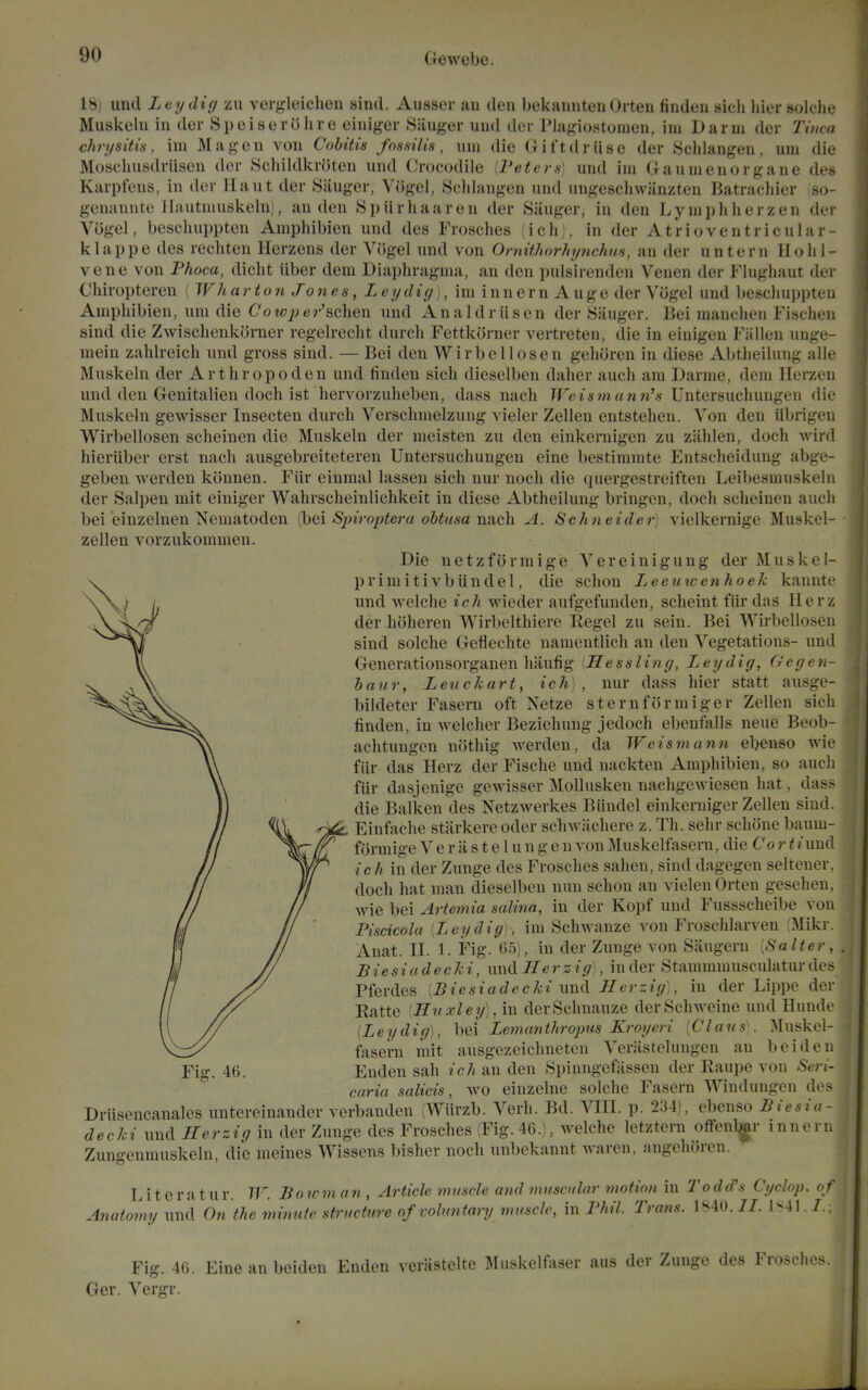 18) uiul Leydici zii verfj^leichen sind. Ausser an den bekanntenOrten finden sich liier solclie MuBkoln in dor SpeiberOhre einiger Siluger und der Phigiostomon, iui Darni der Tinea chrysitis, im Mag en von Colitis fossilis, urn die (xiftdriisc der .Schlangen, urn die Moscliusdriisen der Schildkroten und Crocodile (Peters) und ini Gaumenorgane des Karpfens, in der Haut der Siiuger, ViJgel, Sclilangen und ungeschwanzten Batrachier so- genannte ilautniuskeln;, an den Spiirhaaren der Sanger, in den Lyniphlierzen der Yogel, bescliuppten Amphibien und des Frosches icli,, in der Atrioventricular- klappe des rechten Herzens der Vogel und von OrnithorJiynchm, an der untern Holil- vene von Phoca, dicht iiber dem Diaphragma, an den pulsirenden Venen der Flughaut der Oliiropteren ( Wh arton Jones, Ley diy \, im i n n e r n A u g e der Vogel und Ijescliuppten Amphibien, um die Cotvpei-'schen und Analdriisen der 85iuger. Bei manclien Fischen sind die Zwischenkorner regelrecht durch Fettkiirner vertreten, die in einigen Fallen unge- raein zahlreich uml gross sind. — Bei den Wirbellosen gelioren in diese Abtheilung alle Muskeln der Arthropoden und finden sich dieselben daher auch am Darme, dem Herzen und den Genitalien doch ist hervorzuheben, dass nach Weism ami's Untersuchungen die Muskeln gewisser Insecten durch Verschmelzung vieler Zellen entstehen. Von den iibrigen Wirbellosen scheinen die Muskeln der meisten zu den einkernigen zu ziihleu, doch wird hieriiber erst nach ausgebreiteteren Untersuchungen eine bestimmte Entscheidung abge- geben werden konnen. Fiir einmal lassen sich nur noch die qnergestreiften Leibesmuskeln der Salpen mit einiger Wahrscheinlichkeit in diese Abtheilung bringen, docli scheinen auch bei einzelnen Nematoden Sjnroidera ohtusa nach. A. Schneider] vielkernige Muskel- zellen vorzukommen. Die netzformige Vereinigung der Muskel- primitivbiindel, die schon Leeuwenhoek kannte und welche ich wieder aufgefunden, schcint fiir das? Herz der h()heren Wirbelthiere Kegel zu seiu. Bei Wirbellosen sind solche Geflechte namentlicli an den Vegetations- und Generationsorganen haufig iHessling, Ley dig, Gegen- haur. Leu chart, ich), nur dass hier statt ausge- bildeter Fasern oft Netze sternformiger Zellen sich finden, in welcher Beziehung jedoch ebenfalls neue Beob- achtungen nothig werden, da Weismann ebenso wie fiir das Herz der Fische und nackten Amphibien, so auch fiir dasjenige gewisser MoUusken nachgewiesen hat, dass die Balken des Netzwerkes Biindel einkerniger Zellen sind. Einfache starkere oder schwachere z. Th. selir schone baum- f(irmige V e r a s t e 1 u n g e n von Muskelfasem, die Co r < iund ich in der Zunge des Frosches sahen, sind dagegen seltener, docli hat man dieselben nun schon an vielcnOrten gesehen, wie bei Artemia salina, in der Kopf und Fussscheibe von Piscicola [Leydig), im Schwanze von Froschlarven (Mikr. Anat. II. 1. Fig. 65), in der Zunge von Sliugern [Salter, Biesiadecki, und Herz ig), in der Stannnmusculatur des Pferdes \B iesiadecki und Herz ig], in der Lippe der Ratte [Huxley], m derSchnauze derSchweine und Hnnde [Leydig), bei Lemanihro^ius ICroyeri [Claus\ Muskel- fasem mit ausgezeichneten Verastelungen an beiden Fig. 46. Enden sah ich an den Spinngefassen der Raupe von Seri- caria salicis, WO einzelne solche Fasern Windungen des Driisencanales untereinandcr verbanden ;Wiirzb. Verb. Bd. VIII. p. 234), ebenso Biesia- decki und Herzig in der Zunge des Frosches (Fig. 46.), welche letztern offenl^r innern Zungenmuskeln, die meines Wissens bisher noch unbekannt Avaren, angehoren. Liter a t u r. W. B o lo m a n , Article muscle and nmsodor motion in Todd's Cyclop, of Anatomy und On the minnte structure of voluntary muscle, in Phil. Trans. 1840.//. 1S4J./.; Fig. 46. Eine an beiden Enden vcrlistelte Muskelfaser aus der Zunge des Frosches. Ger. Vergr.