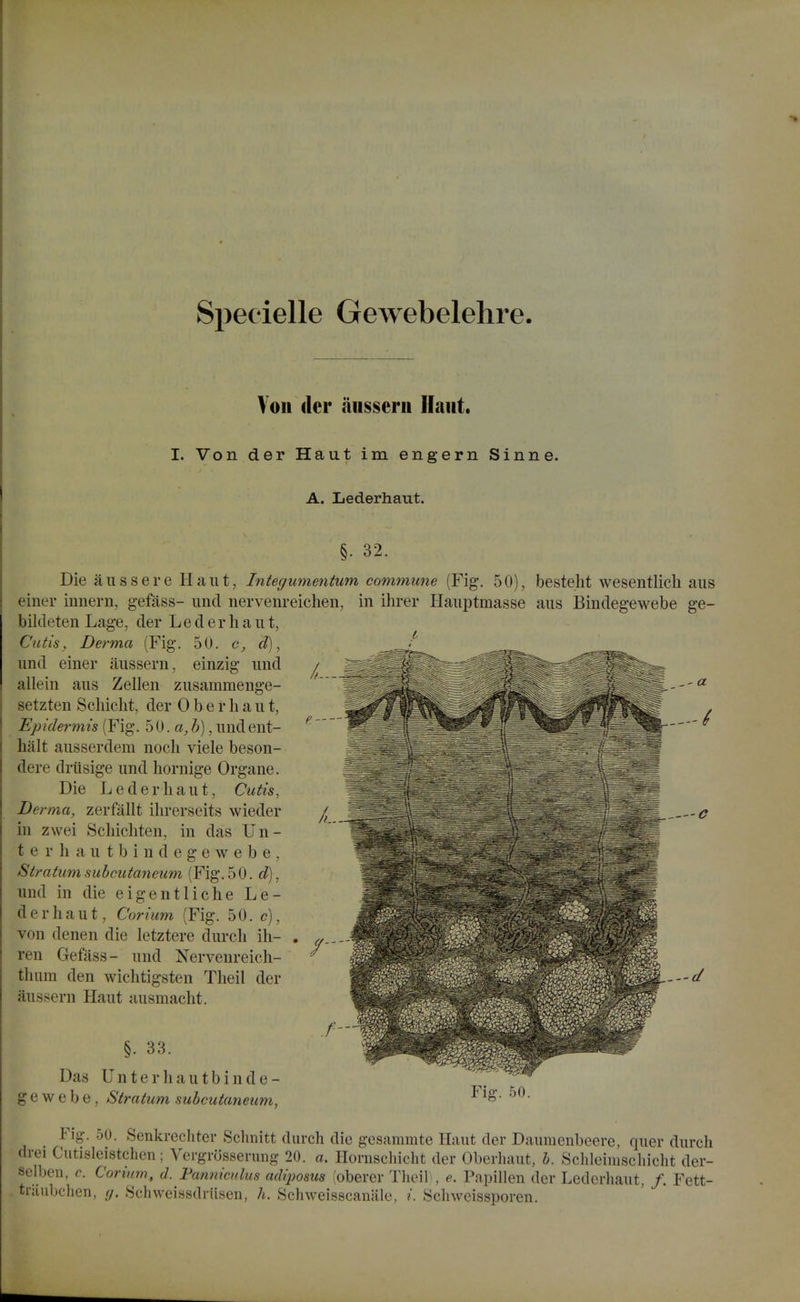 Speeielle Gewebelehre. Yon (Icr iinsserii Ifaiit. I. Von der Haut im engern Sinne. A. Lederhaut. §■ 32. Die anssere Haiit, Integumentum. commune (Fig. 50), bestelit wesentlicli aiis einer innern, gefass- unci nervenreichen, in ihrer Haiiptmasse aus Bindegewebe ge- bikleten Lage, der Lederhaut, Cutis, Derma (Fig. 50. c, d), und einer iiussern, einzig und allein aus Zellen zusammenge- setzten Scliicht, der 0 b e r h a u t, Epidermis (Fig. 5 0. a, h), und ent- halt ausserdem nocli viele beson- dere driisige und liornige Organe. Die Lederhaut, Cutis, Derma, zerfallt ihrerseits wieder in zwei Schichten, in das Un- t e r h a u t b i n d e g e w e b e , Stratumsubciitaneum (Fig.50. d), und in die eigentliche Le- derhaut, Corium (Fig. 50. c), von denen die letztere durch ih- , ren Gefass- und Nervenreich- thum den wichtigsten Theil der aussern Haut ausmacht. §. 33. Das U n t e r h a u t b i n d e - g e w e b e , Stratum subcutaneiim, S C Fig. 50. Fig. 50. Senkrechter Schnitt durch die gcsammte Haut der Daumenbeere, quer durch drei Cutisleistchen; Vergrosserung 20. a. Hornschiclit der Oberliaut, h. Schleiniscliicht der- selben, c Corium, d. Famiiculus adiposiis (oberer Theil), e. Papillen der Lederhaut, /. Fett- triiubchen, y. Schweissdriisen, A. Schweisscaniile, i. Schweissporen.